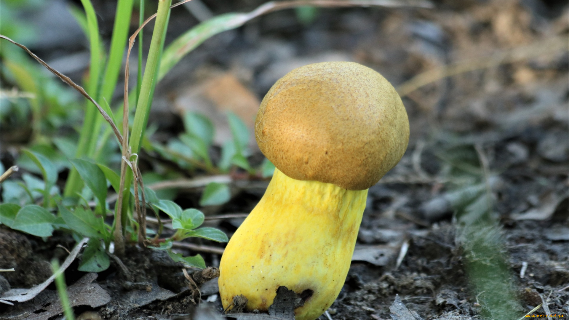 природа, грибы, одиночка