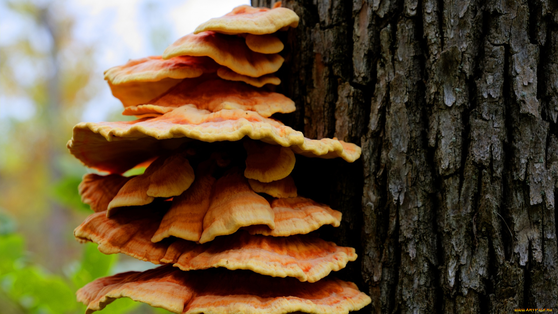 природа, грибы, семейка, грибная