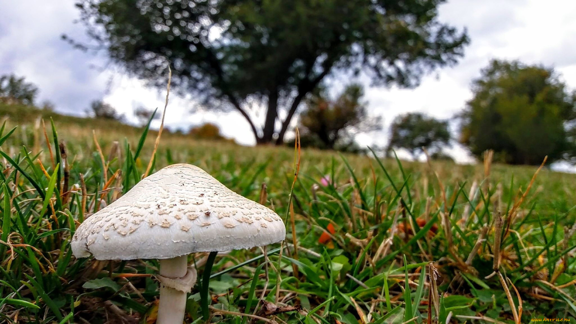 природа, грибы, зонтик, гриб