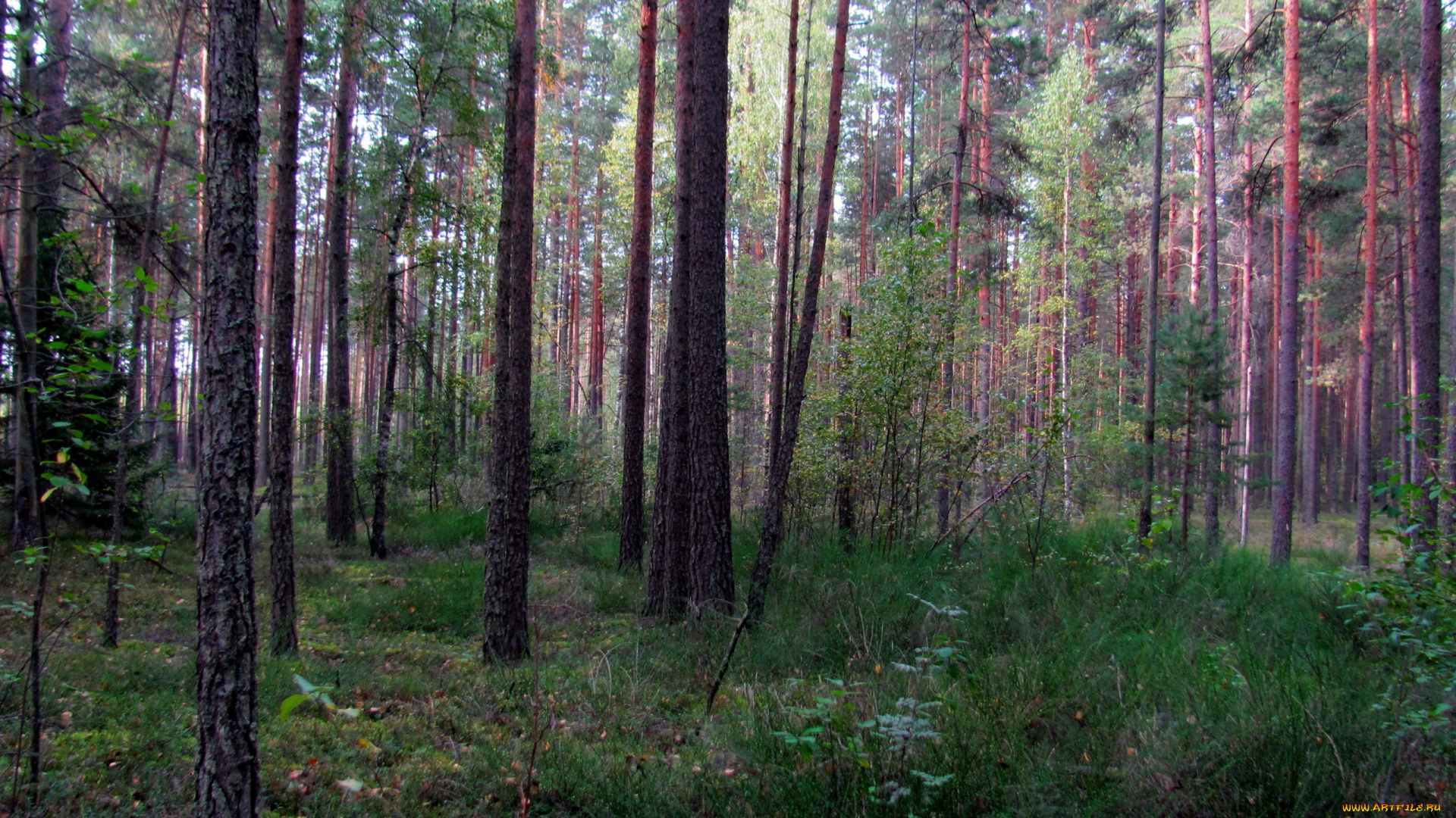 природа, лес, сосны