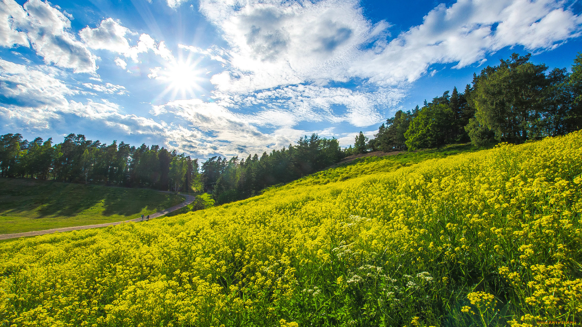 природа, луга, простор