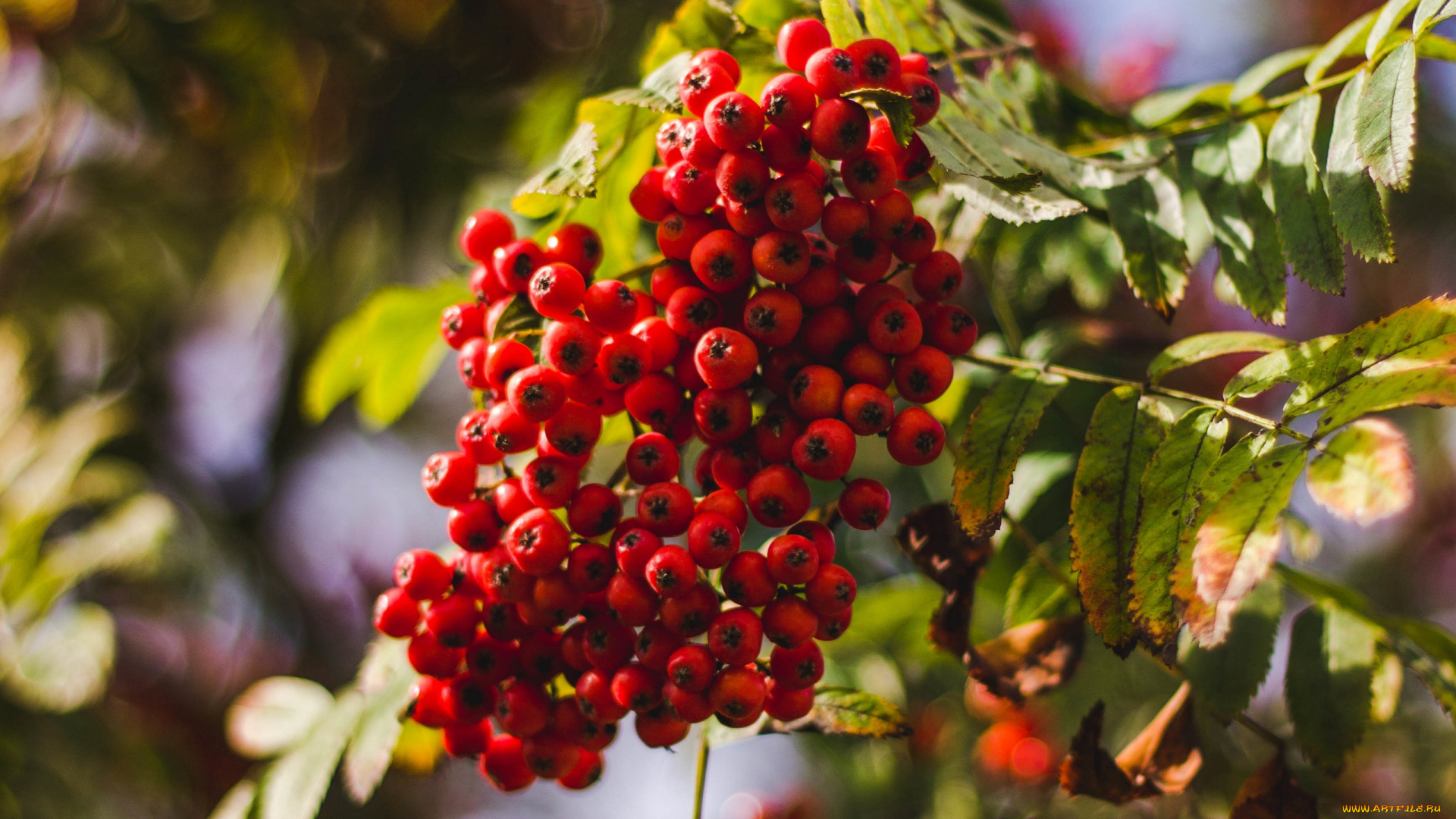 природа, ягоды, , рябина, ветка