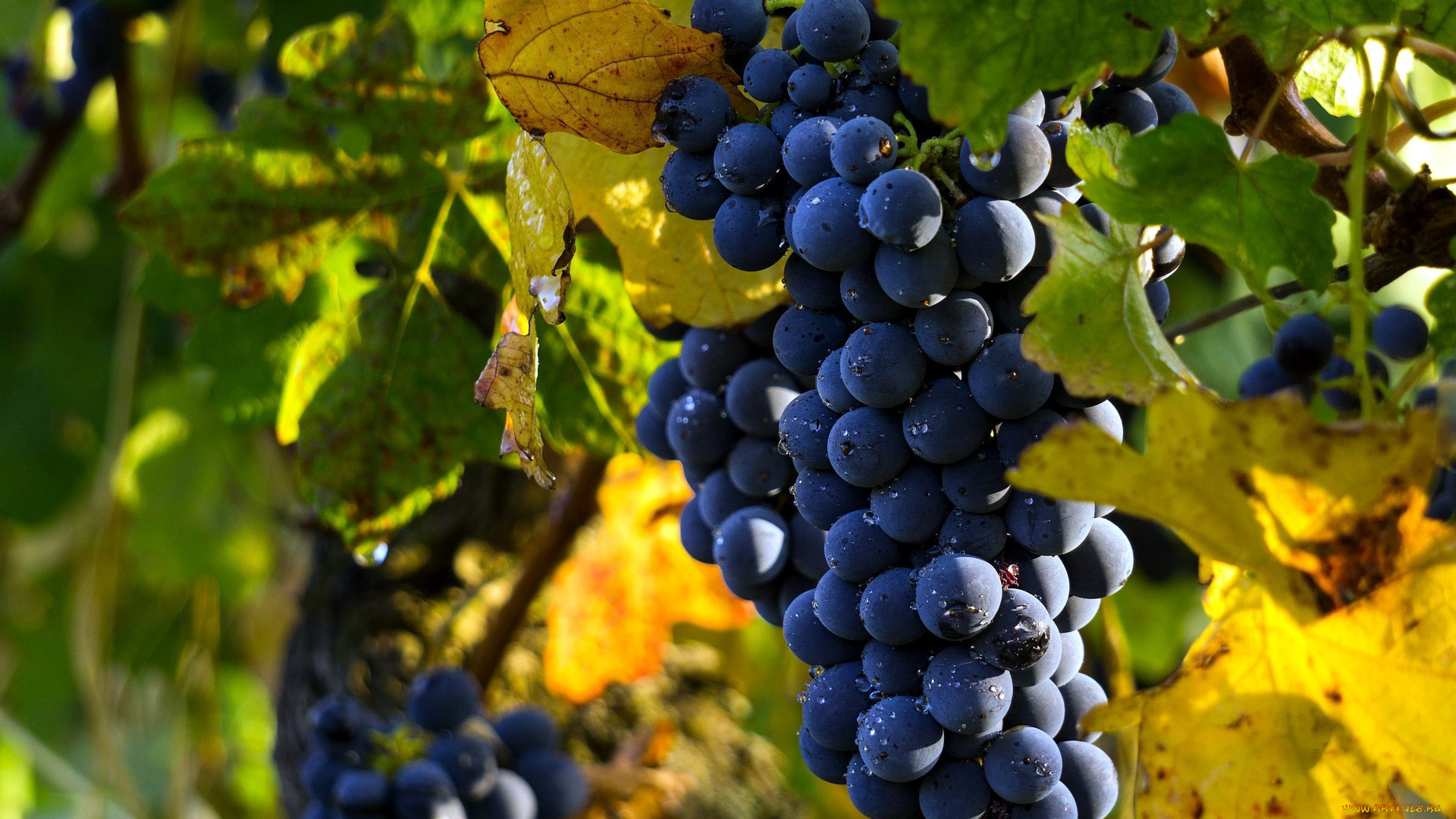 природа, ягоды, , виноград, гроздь