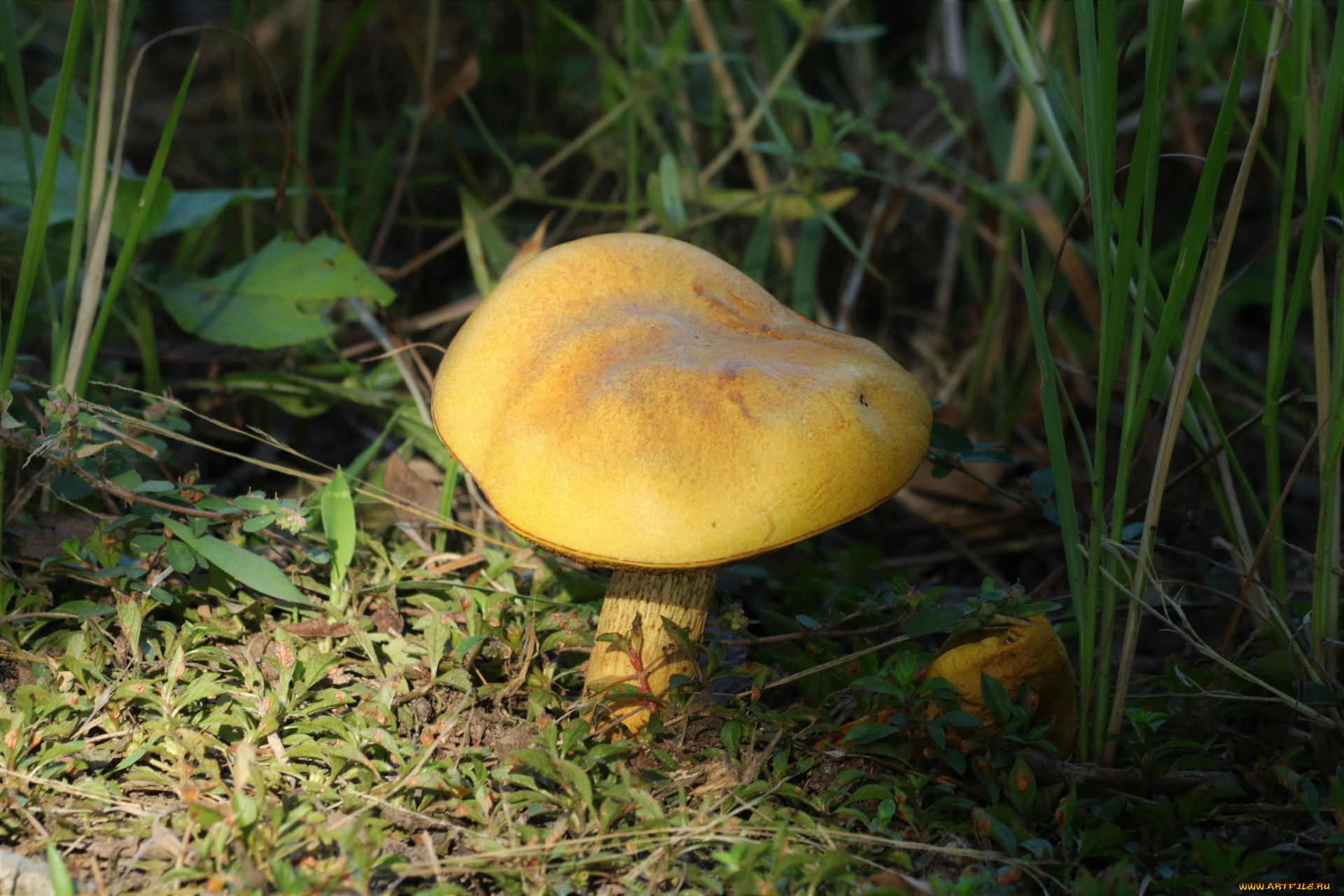 природа, грибы, одиночка