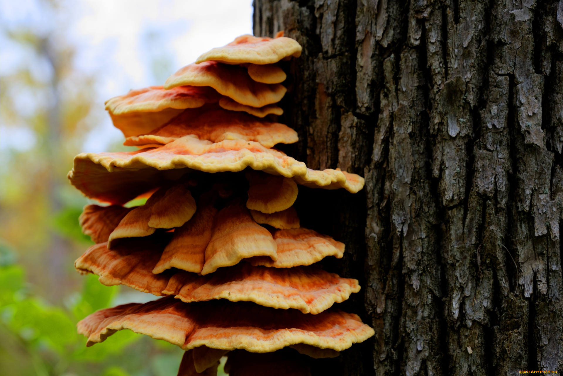 природа, грибы, семейка, грибная