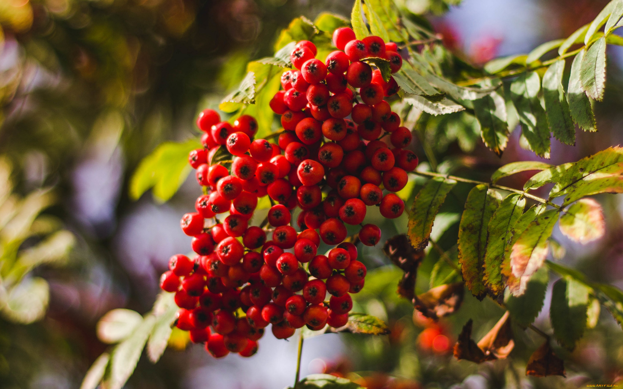 природа, ягоды, , рябина, ветка