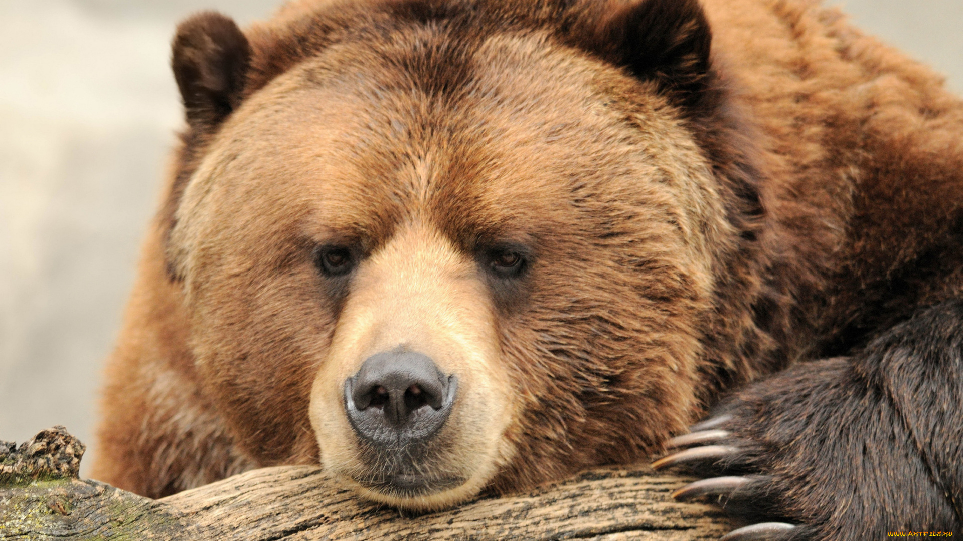 животные, медведи, медведь, бурый, гризли, кодьяк, животное, хищник, млекопитающее, хордовые