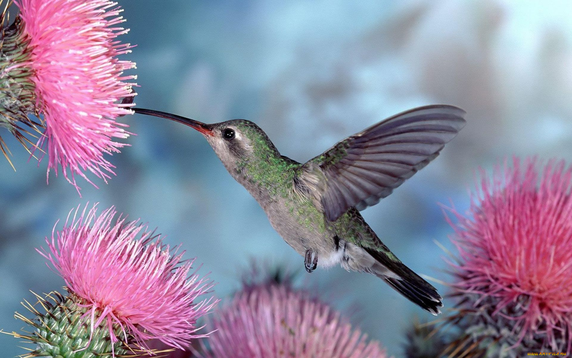 животные, колибри, птица, полет, цветы
