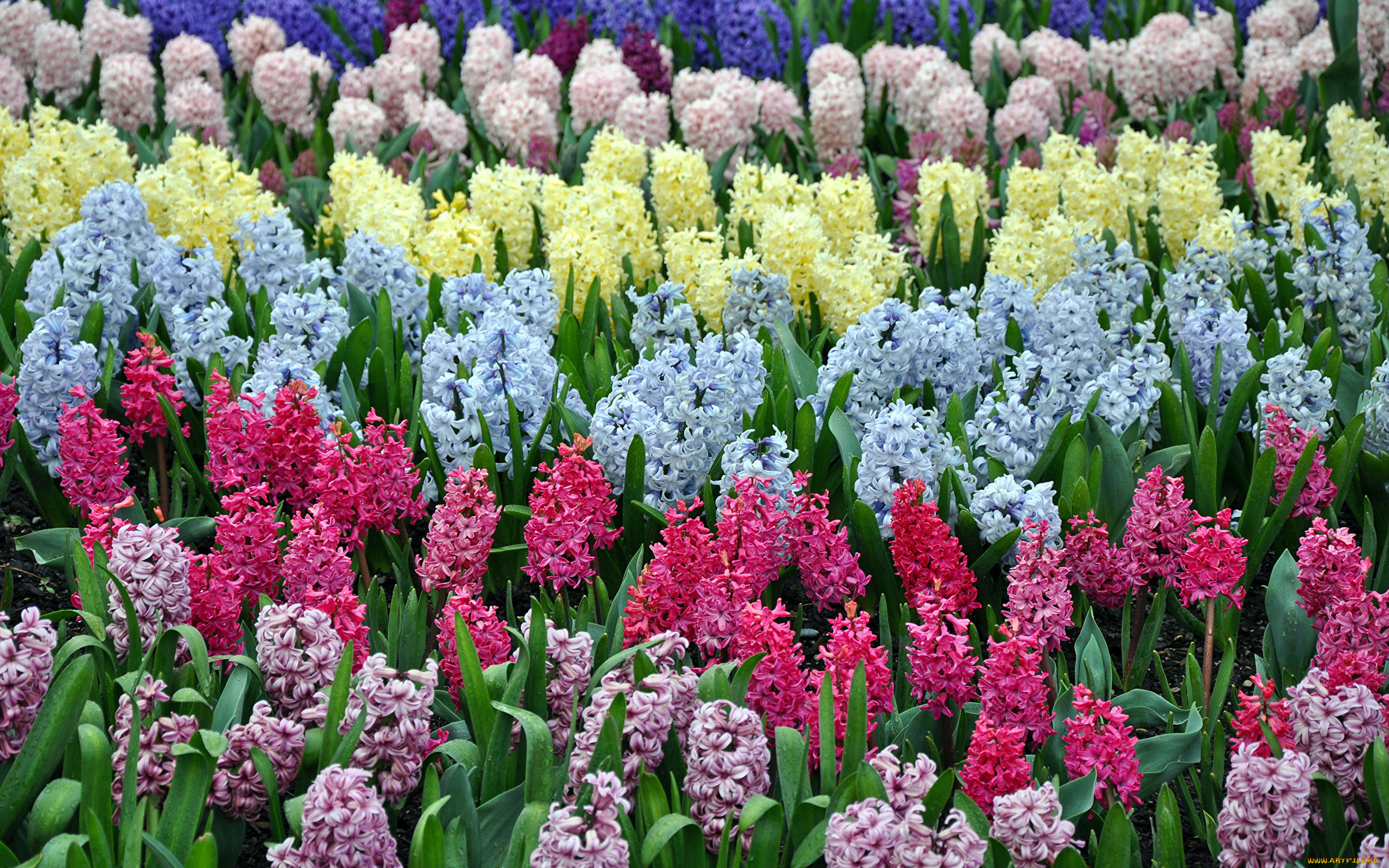 цветы, гиацинты, разноцветные, много