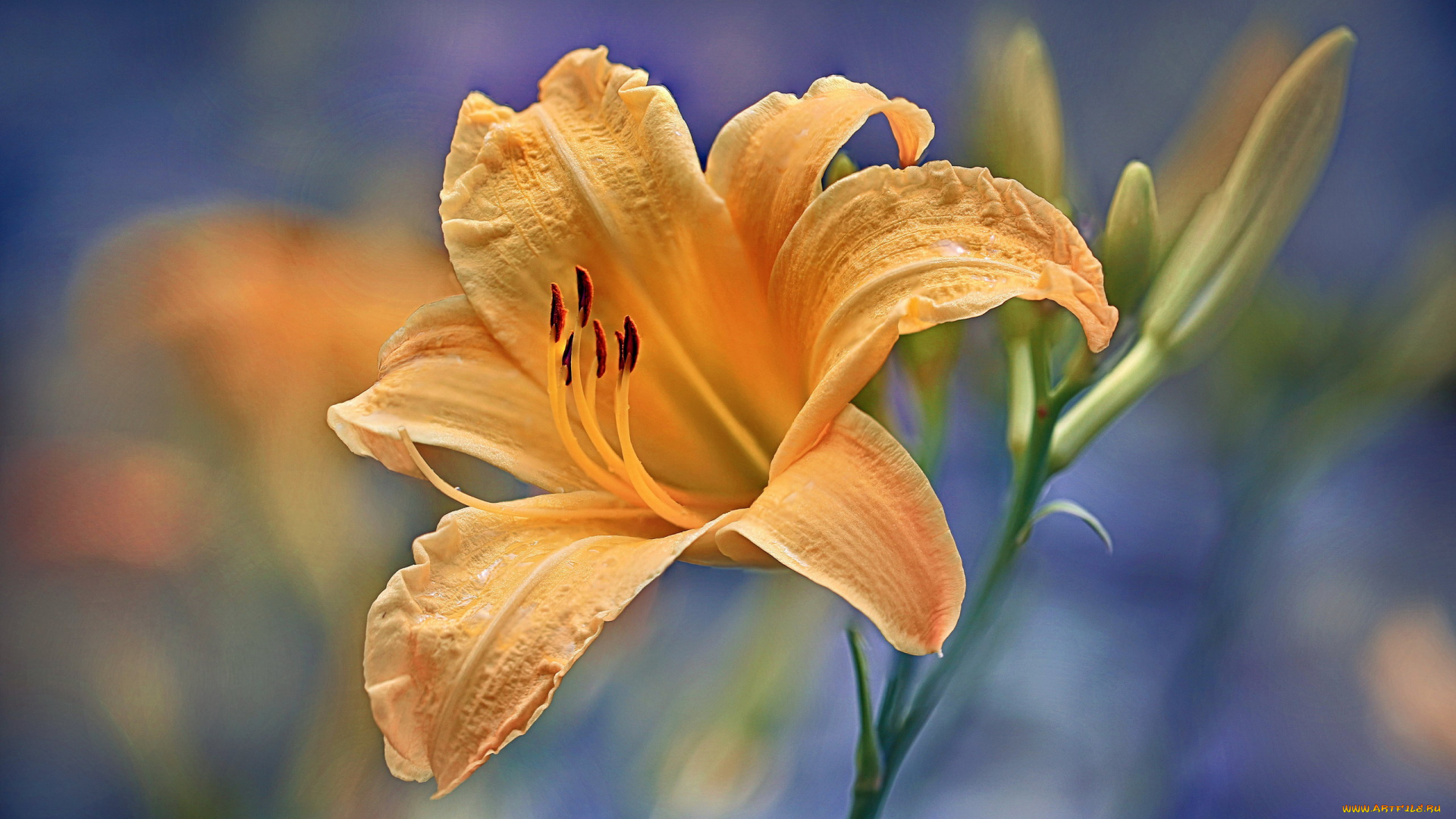 цветы, лилии, , лилейники, лилейник