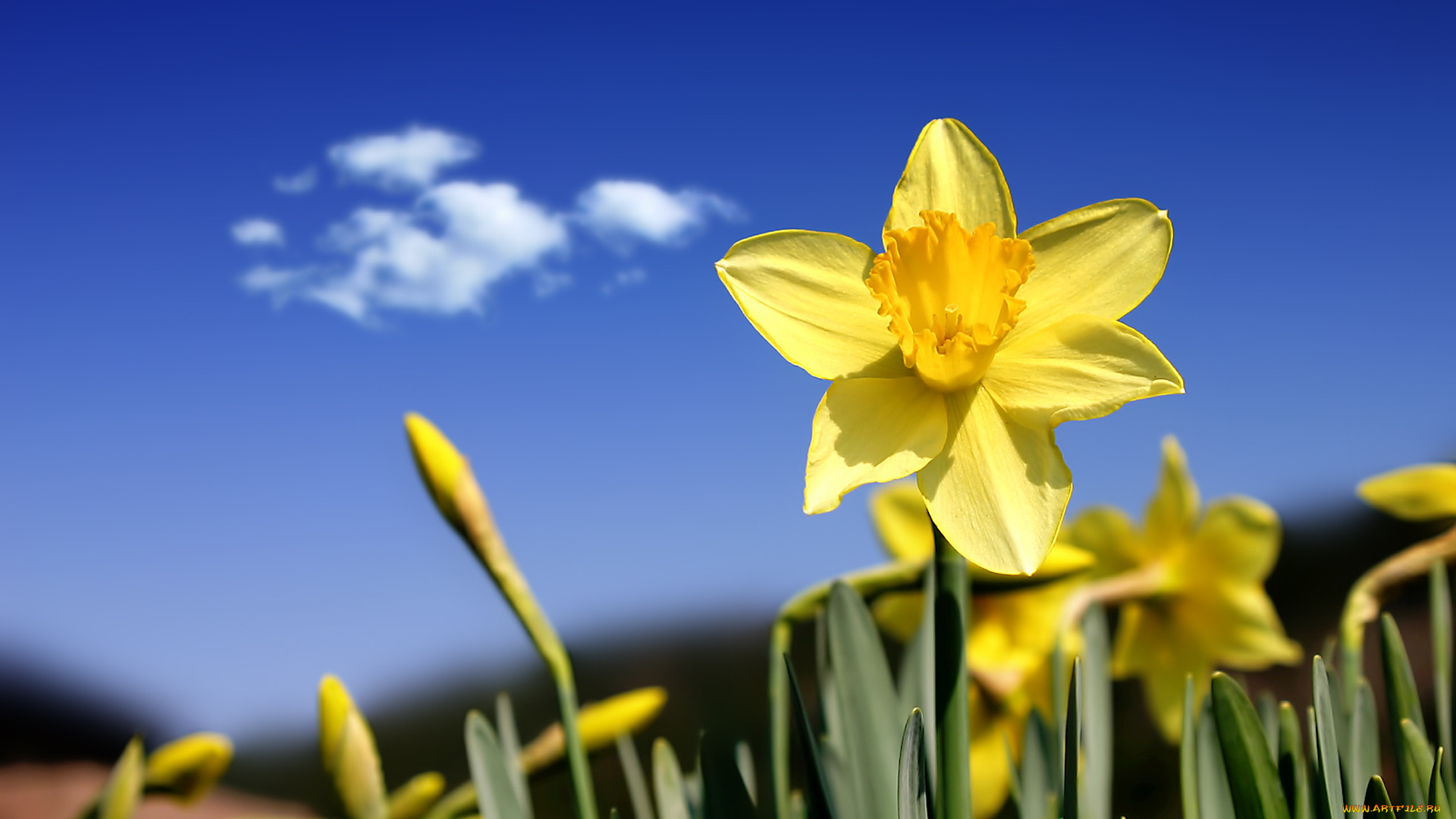 цветы, нарциссы, желтые, небо, облако