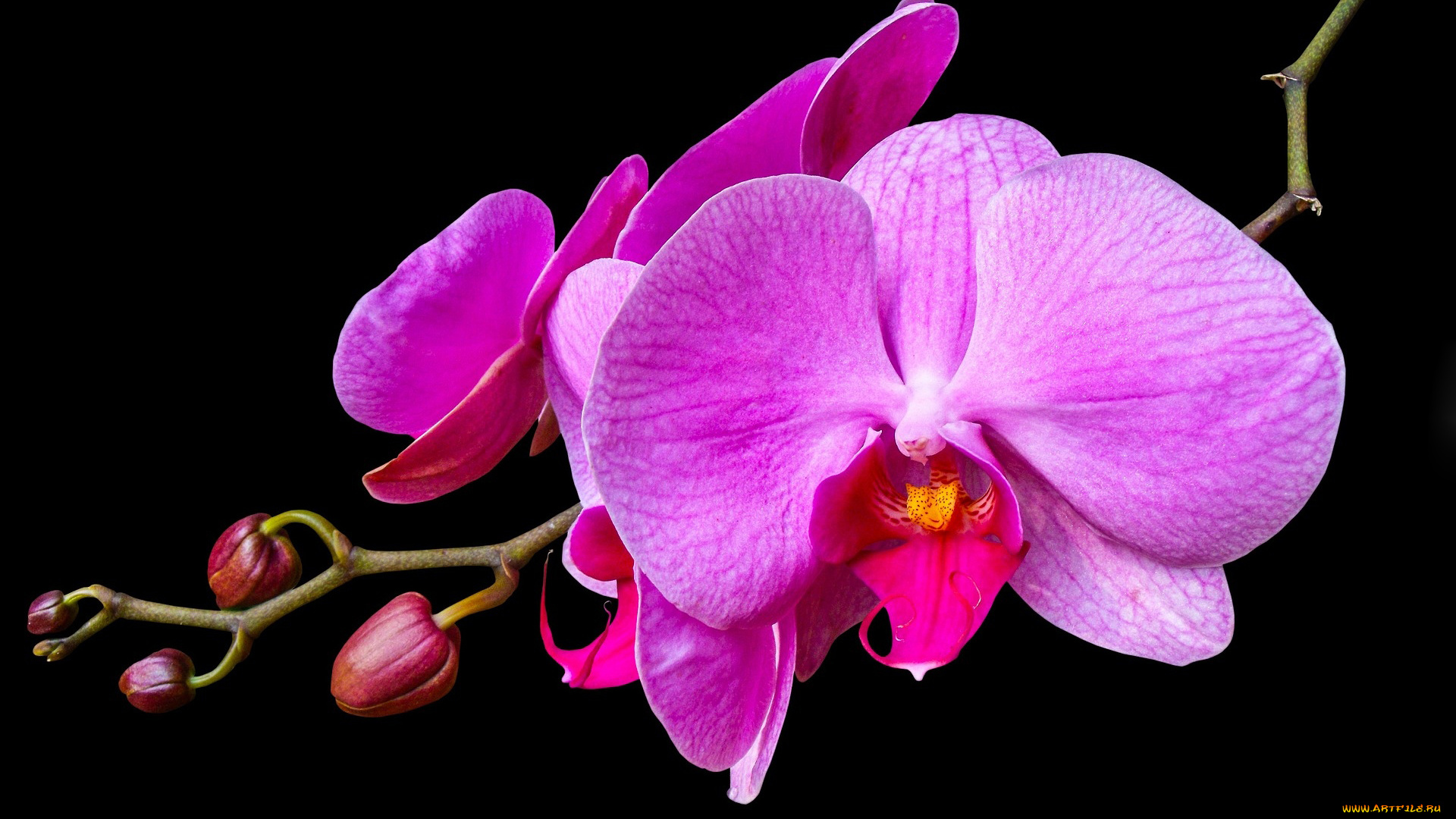 цветы, орхидеи, экзотика