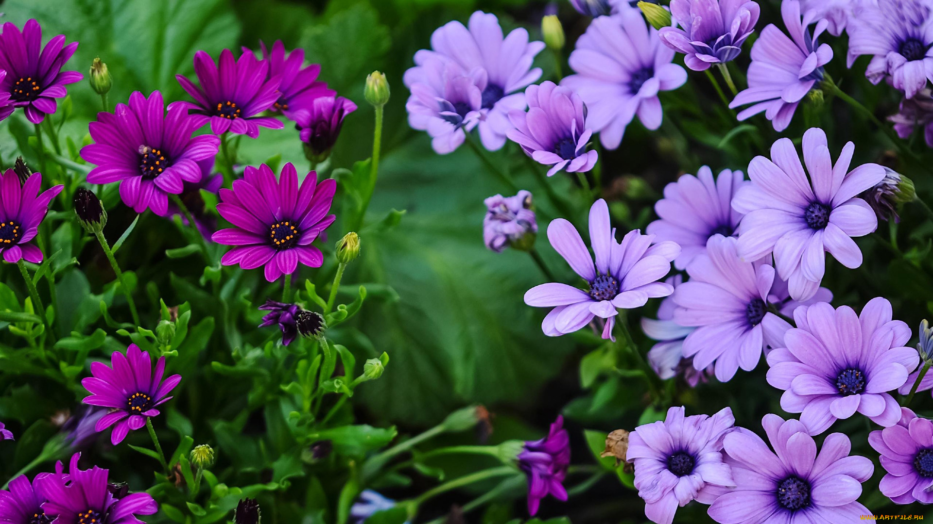 цветы, остеоспермумы