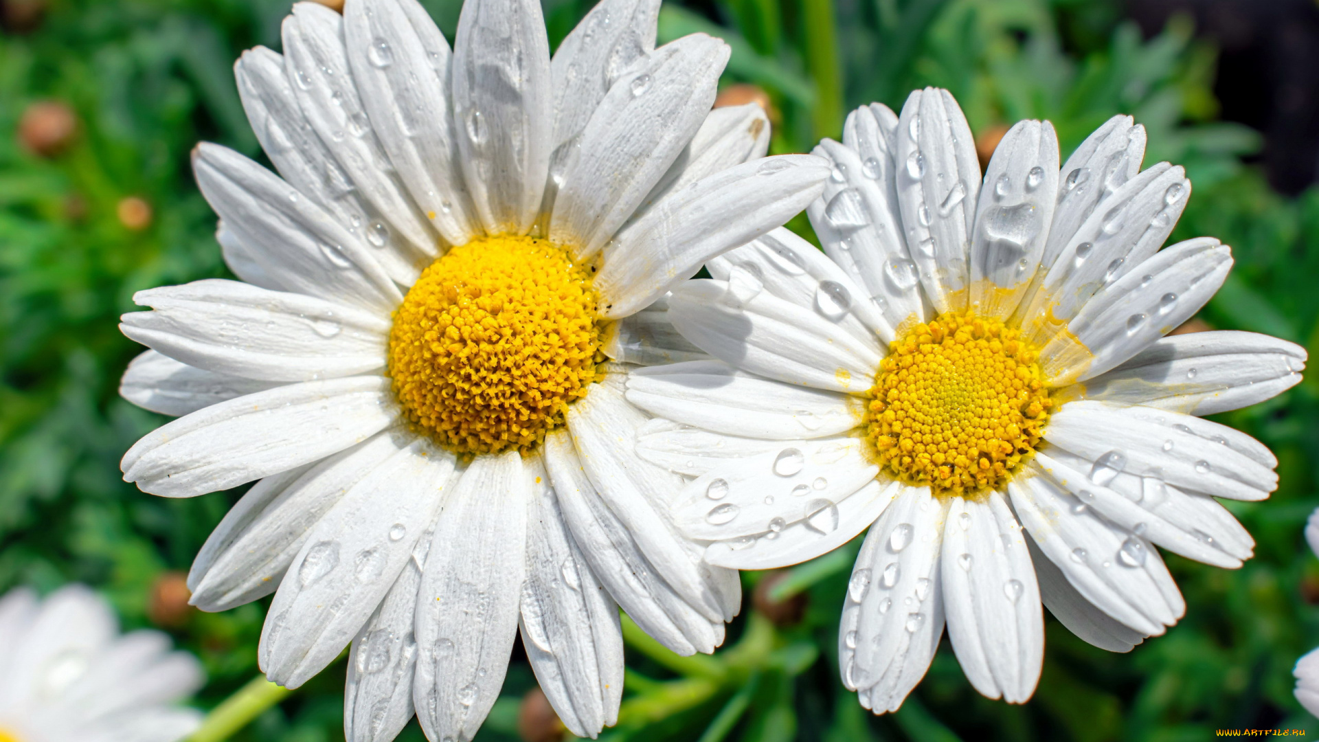 цветы, ромашки, дуэт, макро