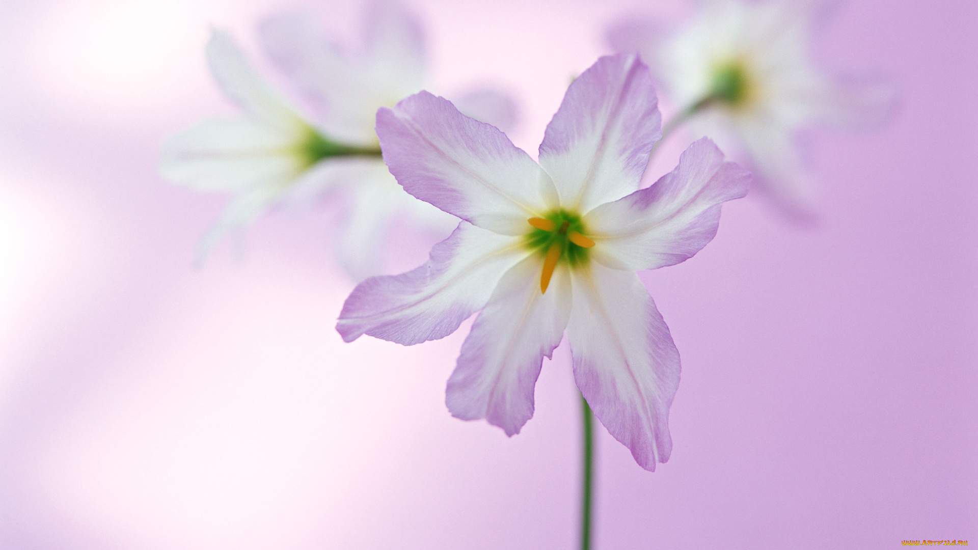 цветы, сиреневые