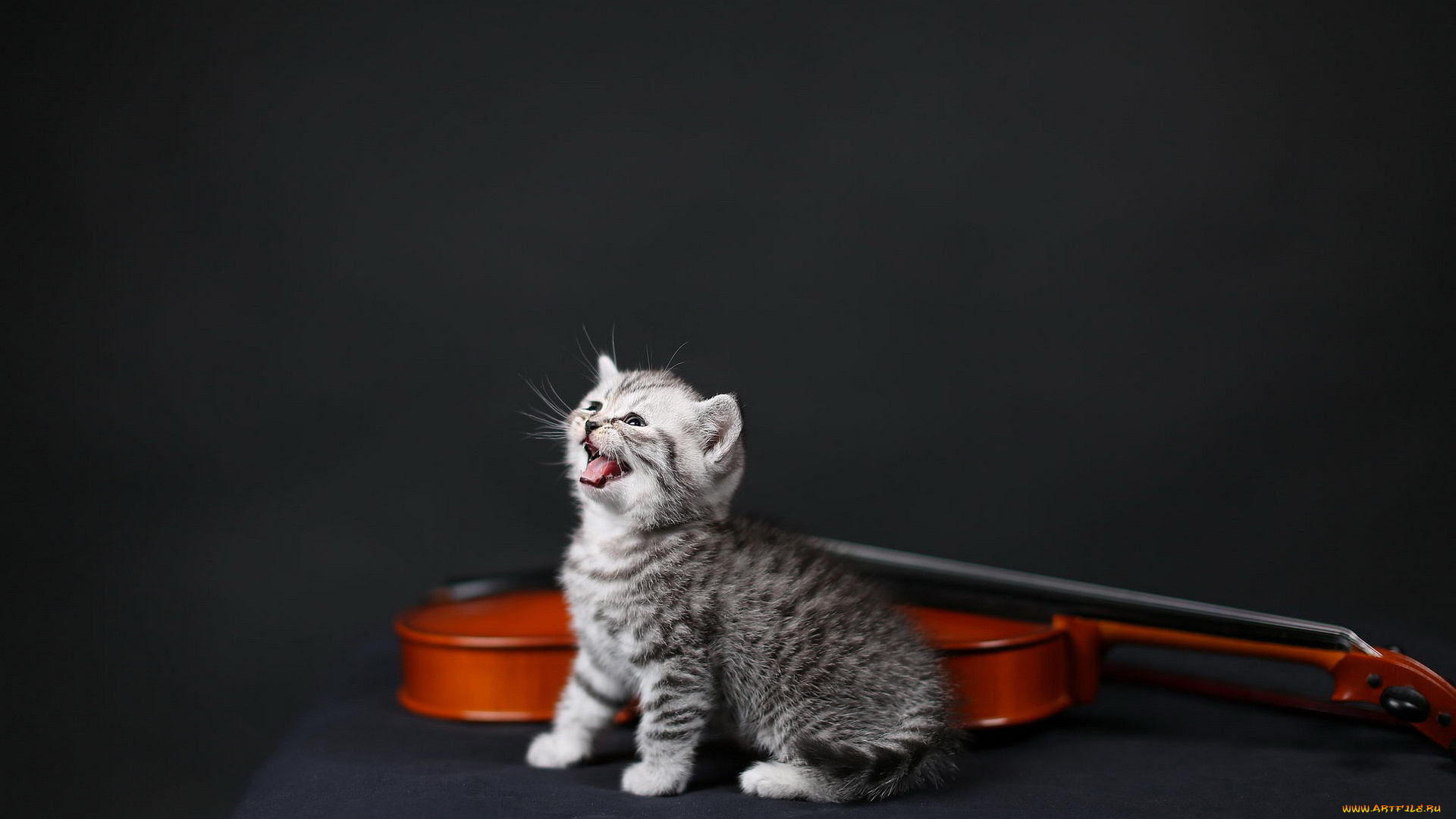 музыкальная, няшность, растёт, , животные, коты, котёнок, комочек, шерсти, няшное, существо, да, и, лучший, друг, человека, мур, мяу