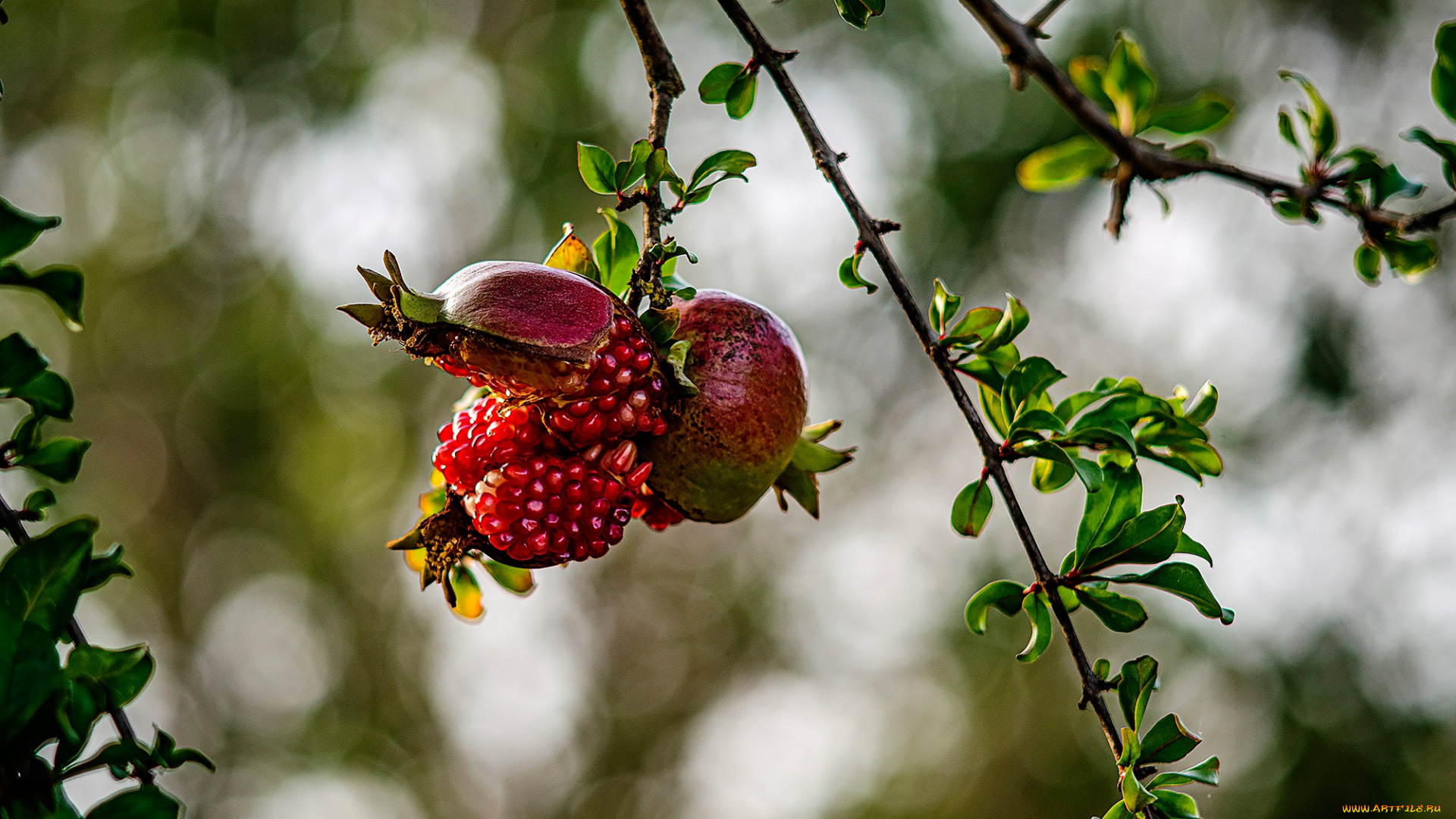 природа, деревья, ветки, зёрна, гранат