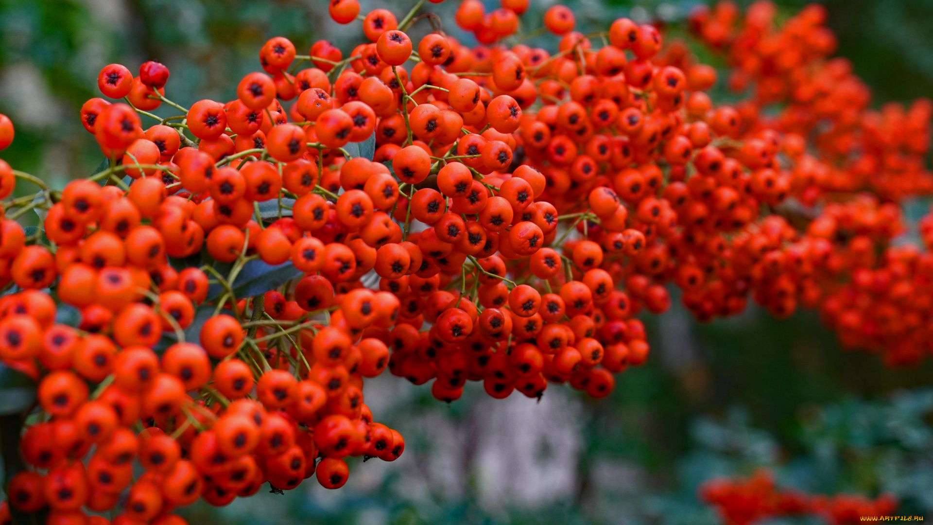 природа, ягоды, , рябина, рябина