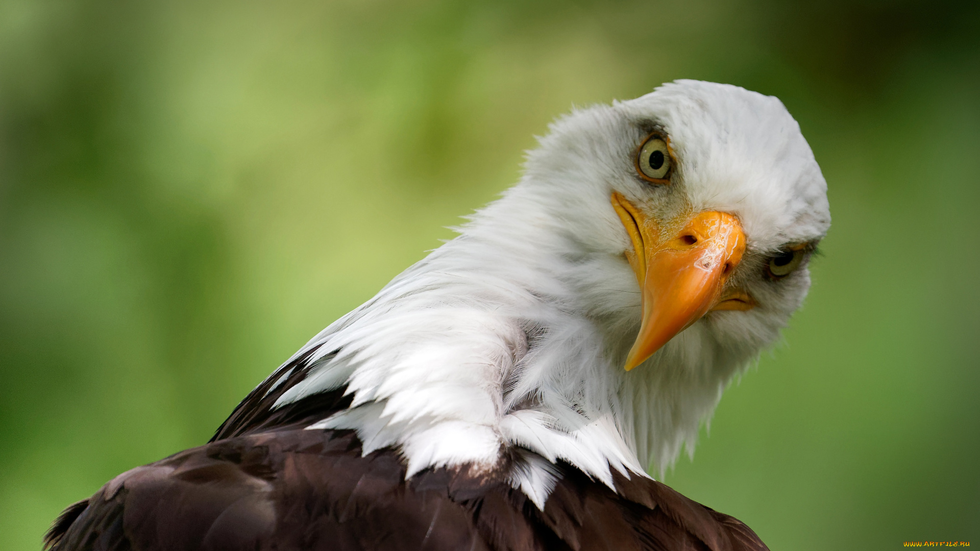 животные, -, другое, взгляд, фон, орел, портрет, белоголовый, орлан