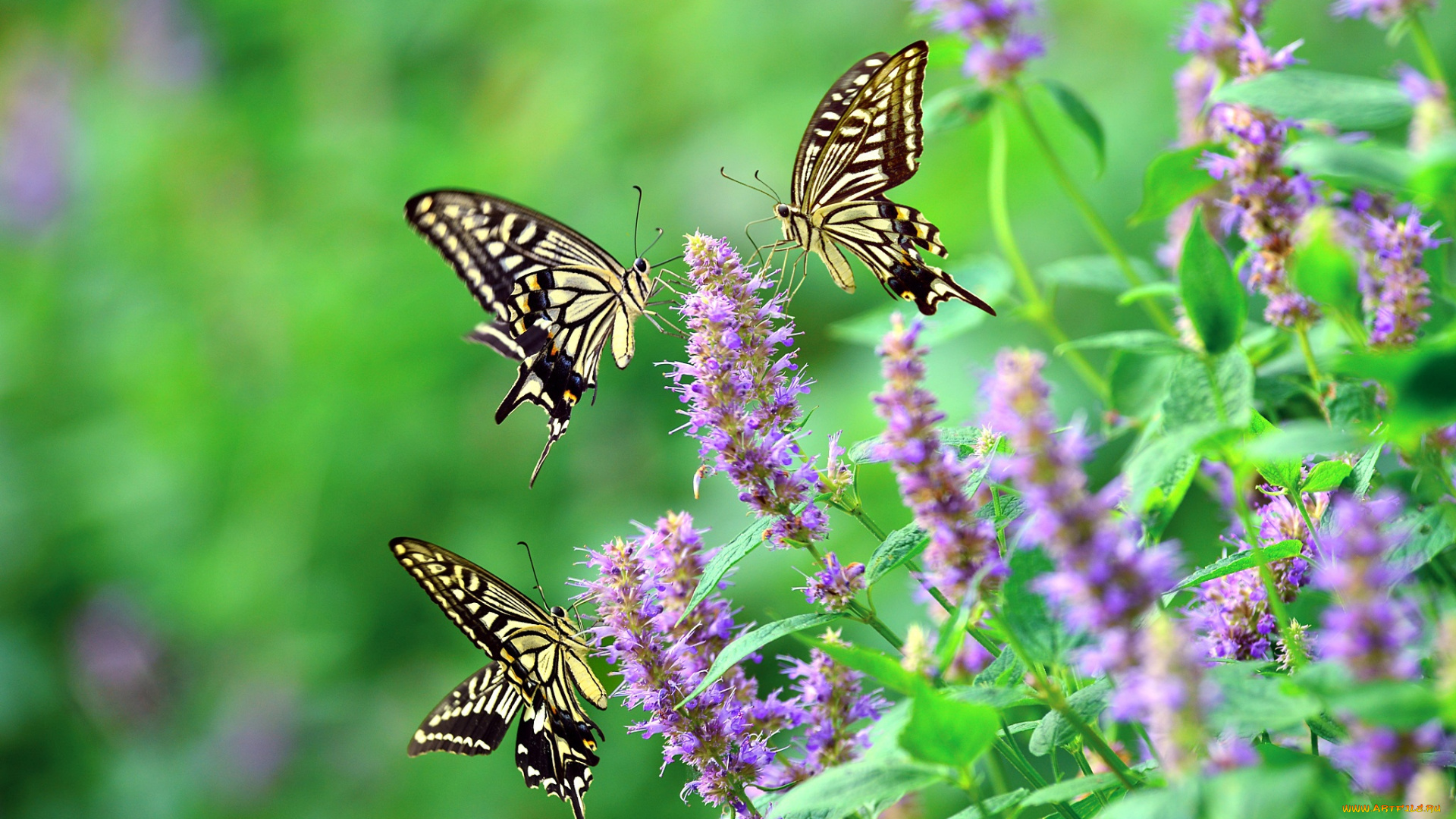 животные, бабочки, , мотыльки, , моли, цветки, парусник, ксут