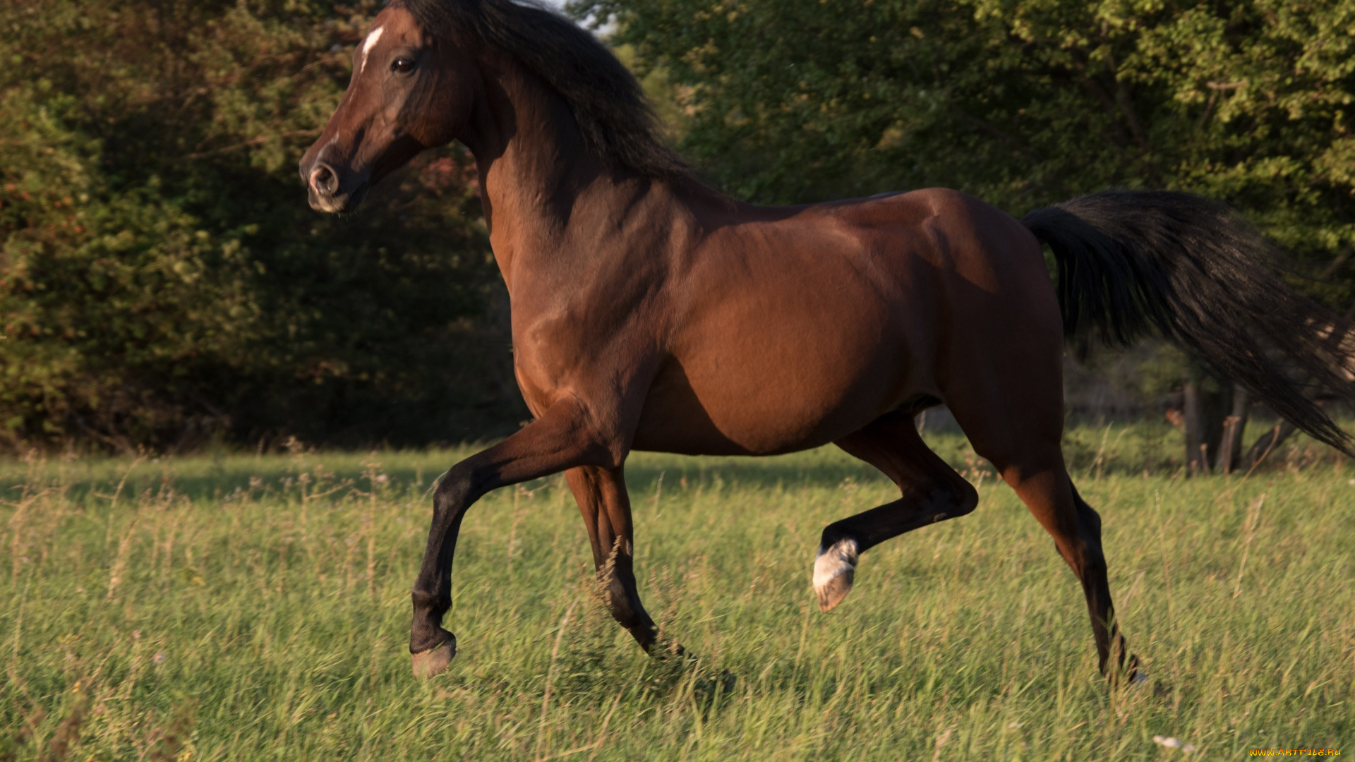 животные, лошади, конь, гнедой, поляна, деревья, трава