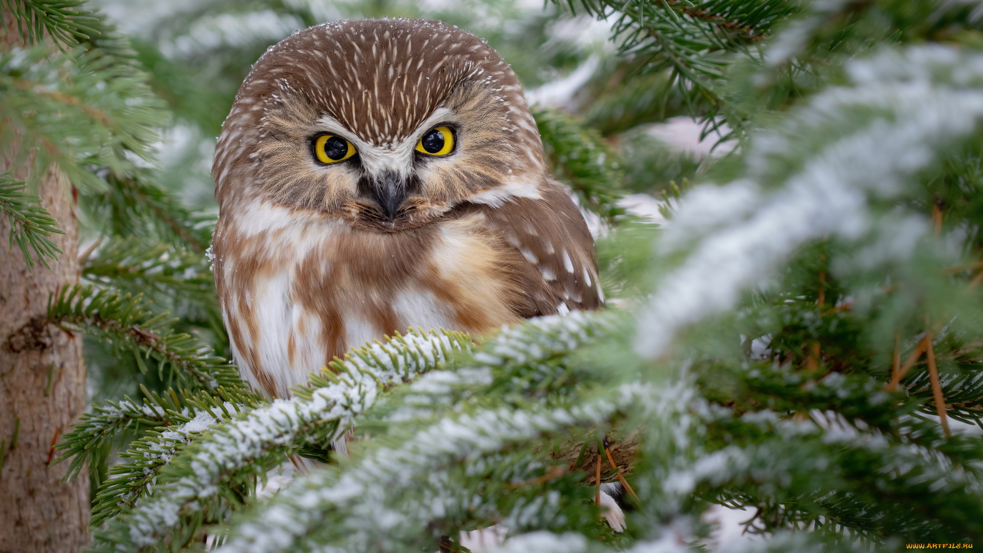 животные, совы, зима, взгляд, снег, ветки, сова, птица, хвоя, сыч
