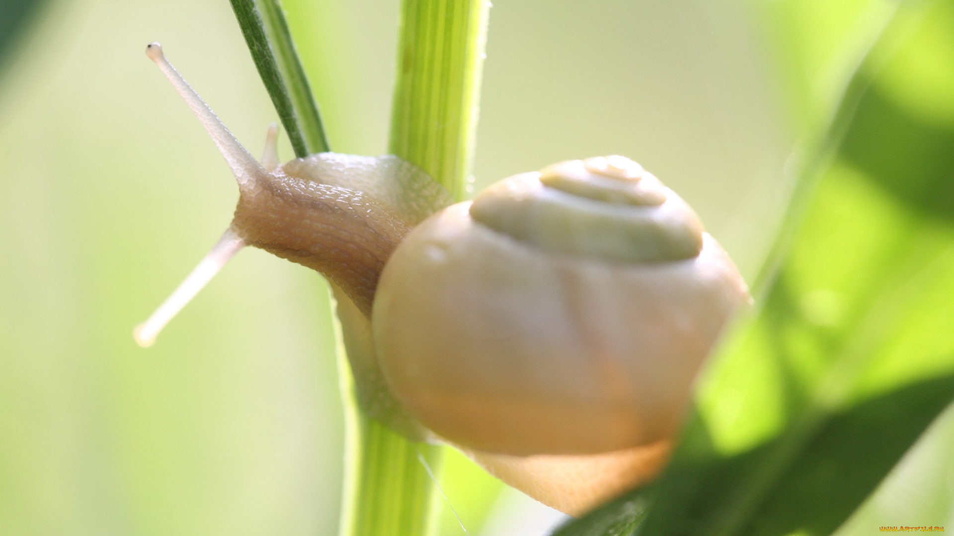 животные, улитки, улитка, стебель, лист