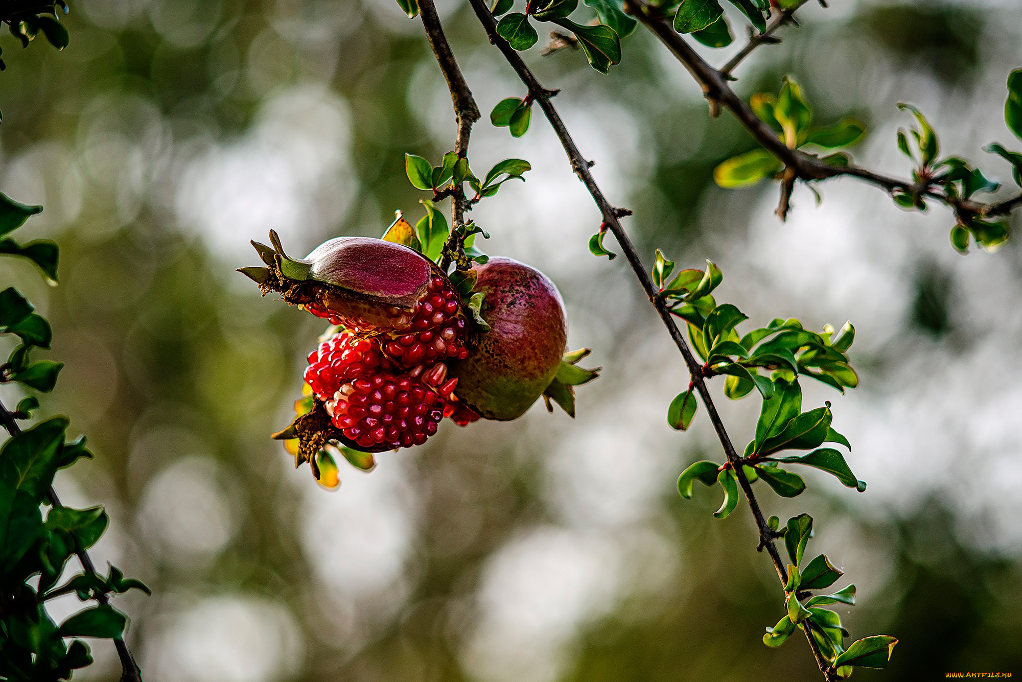 природа, деревья, ветки, зёрна, гранат