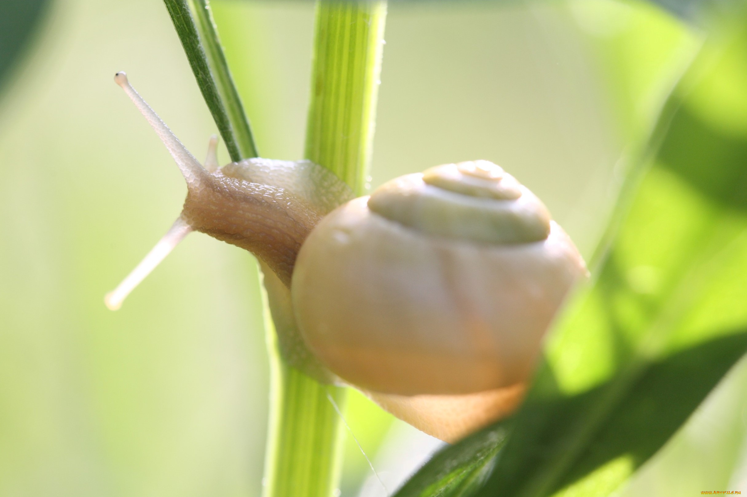 животные, улитки, улитка, стебель, лист