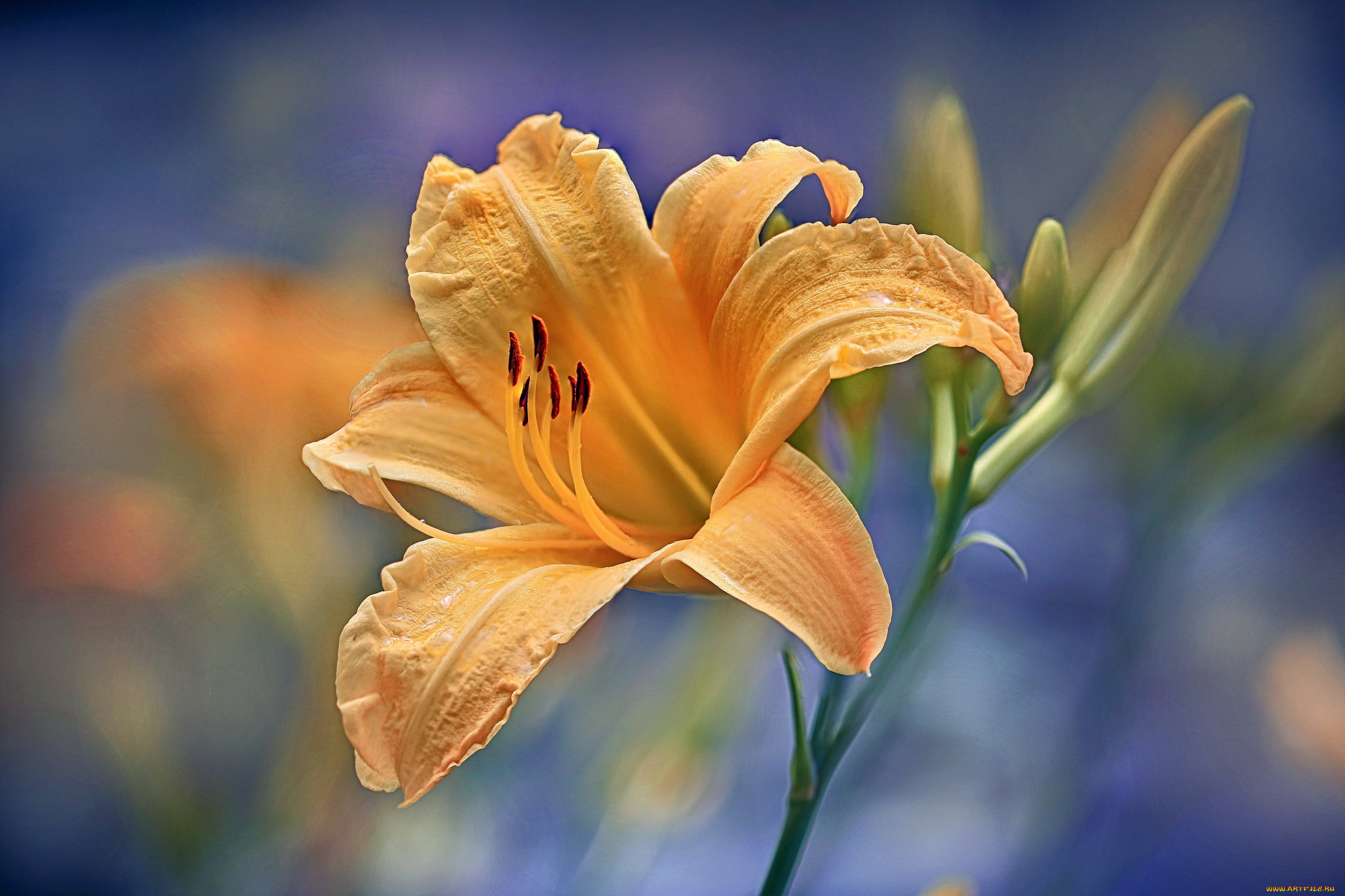 цветы, лилии, , лилейники, лилейник