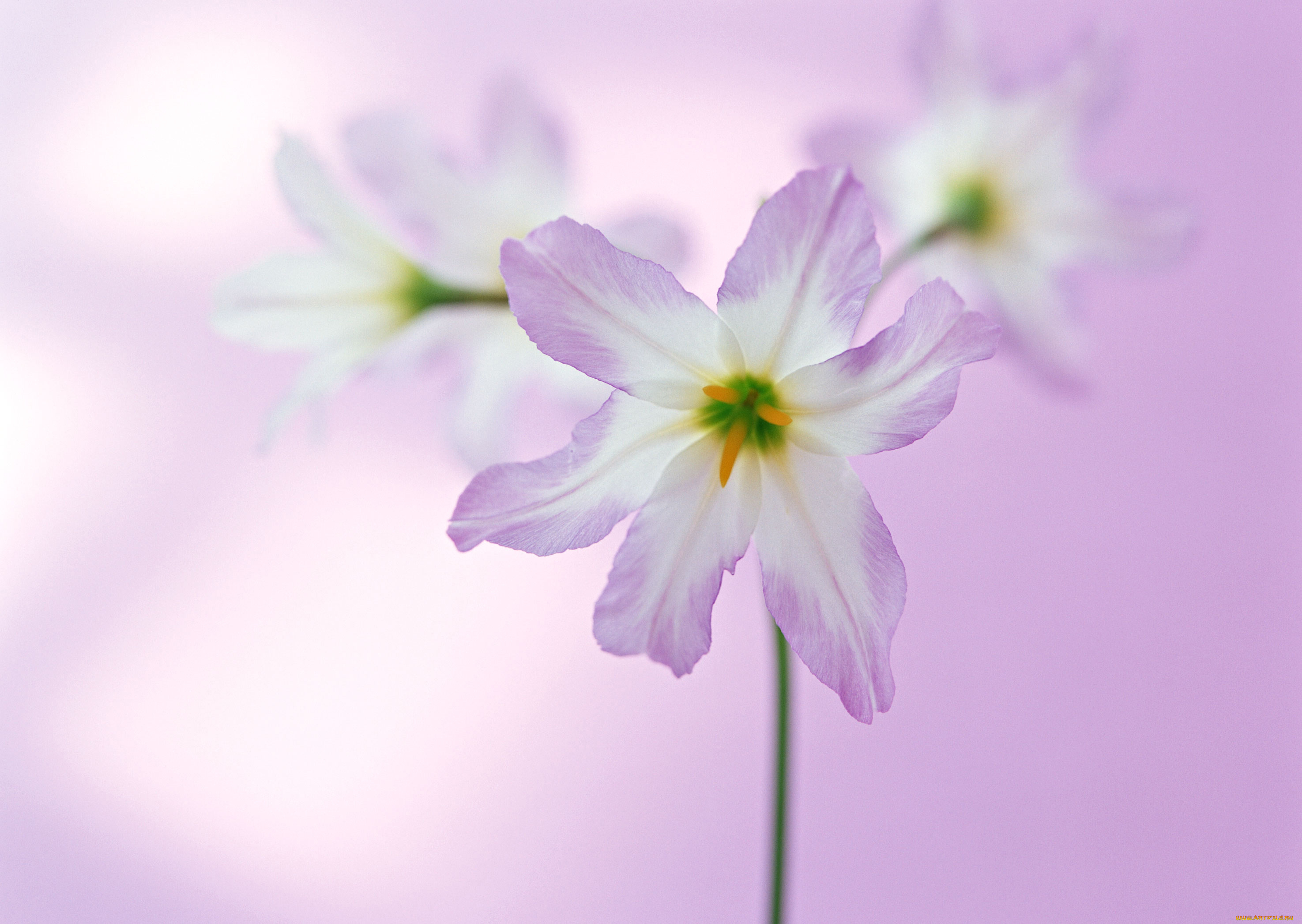 цветы, сиреневые