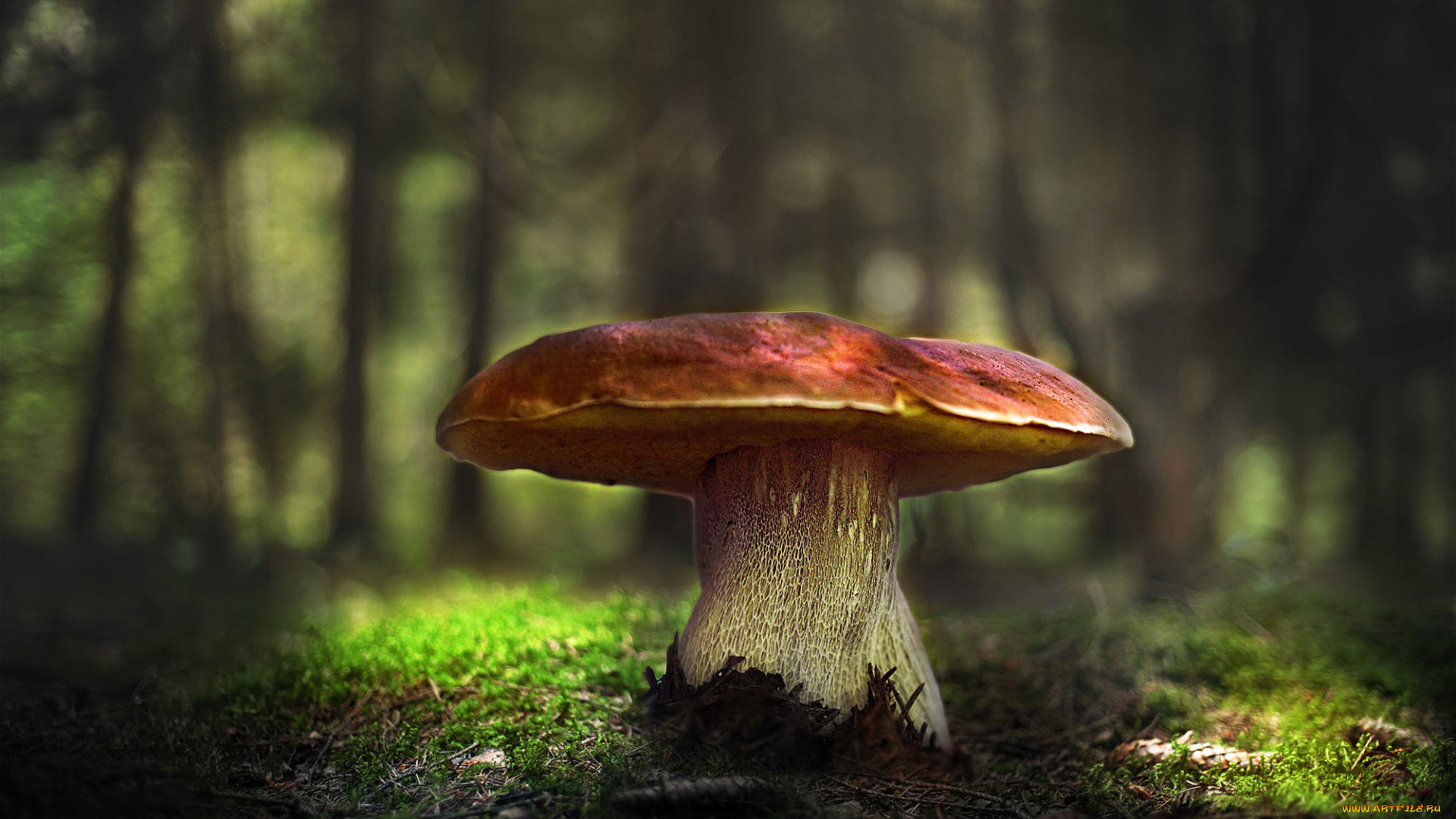 природа, грибы, лес, свет, поляна, гриб, мох, большой, шляпка, белый