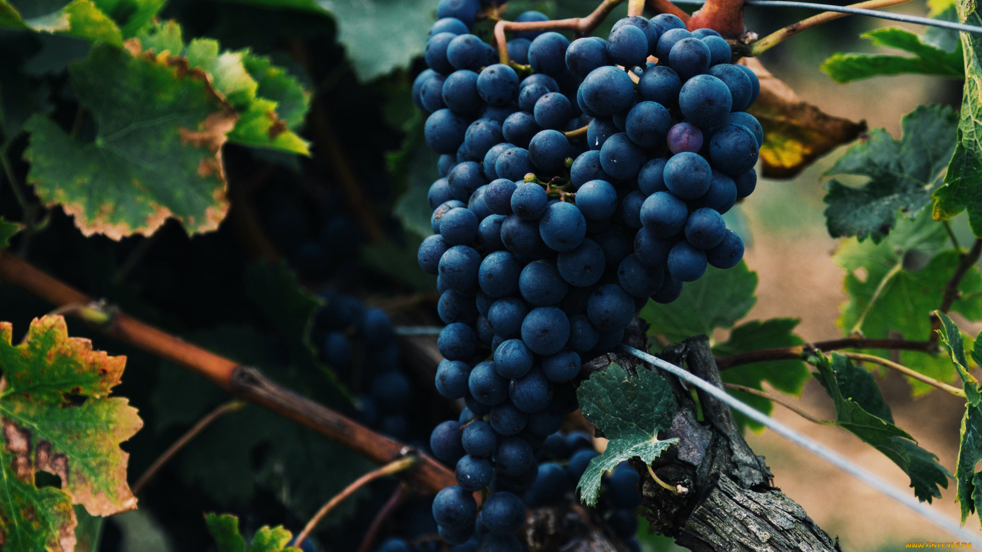 природа, ягоды, , виноград, грозди, виноград