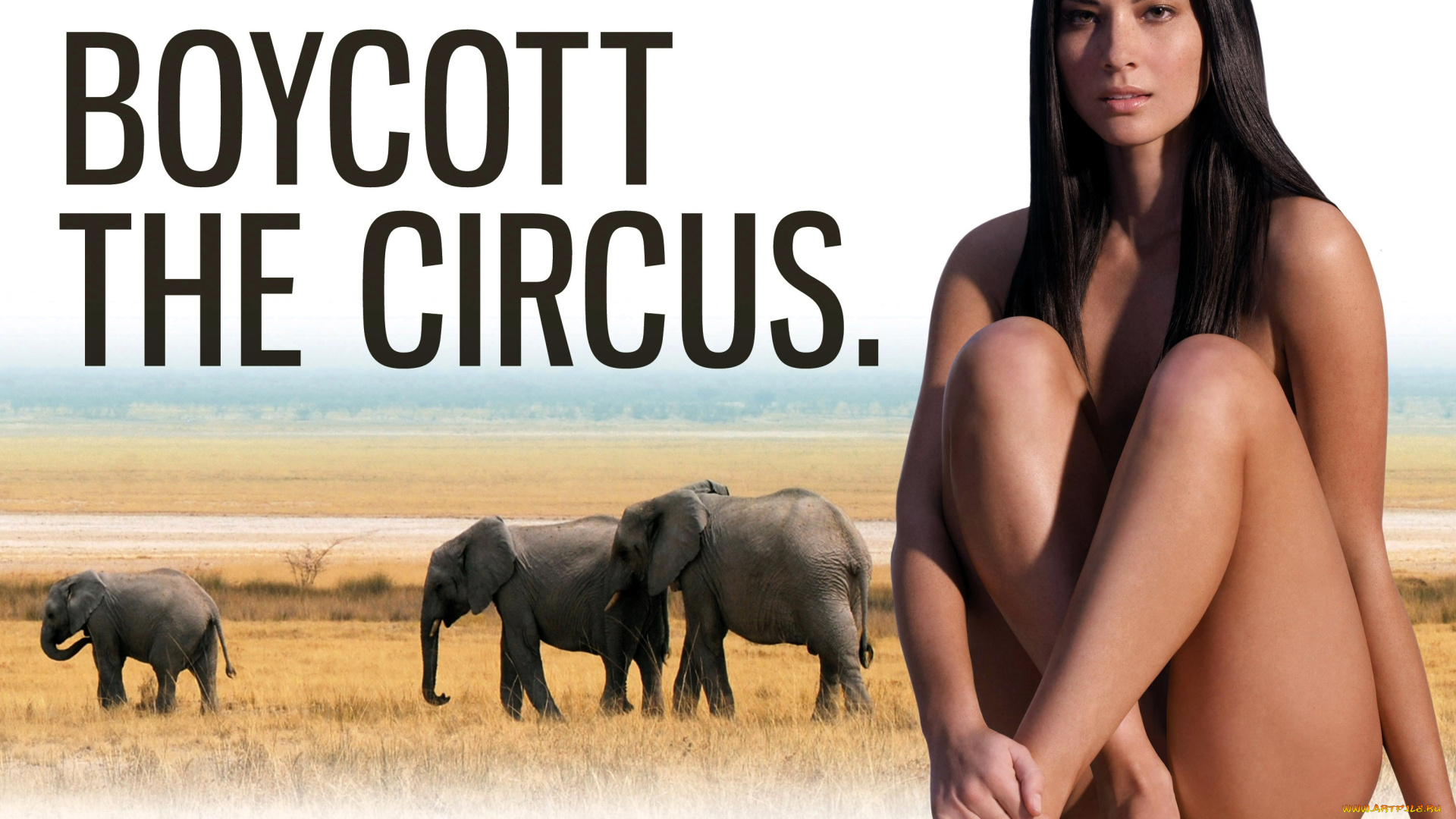 девушки, olivia, munn, брюнетка, слоны, саванна