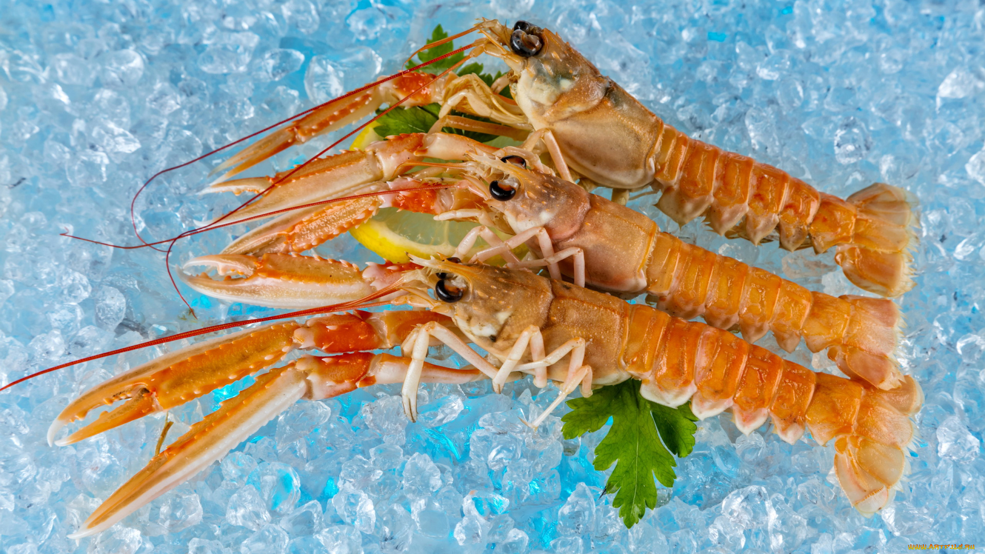 еда, рыба, , морепродукты, , суши, , роллы, лед, креветки, лимон