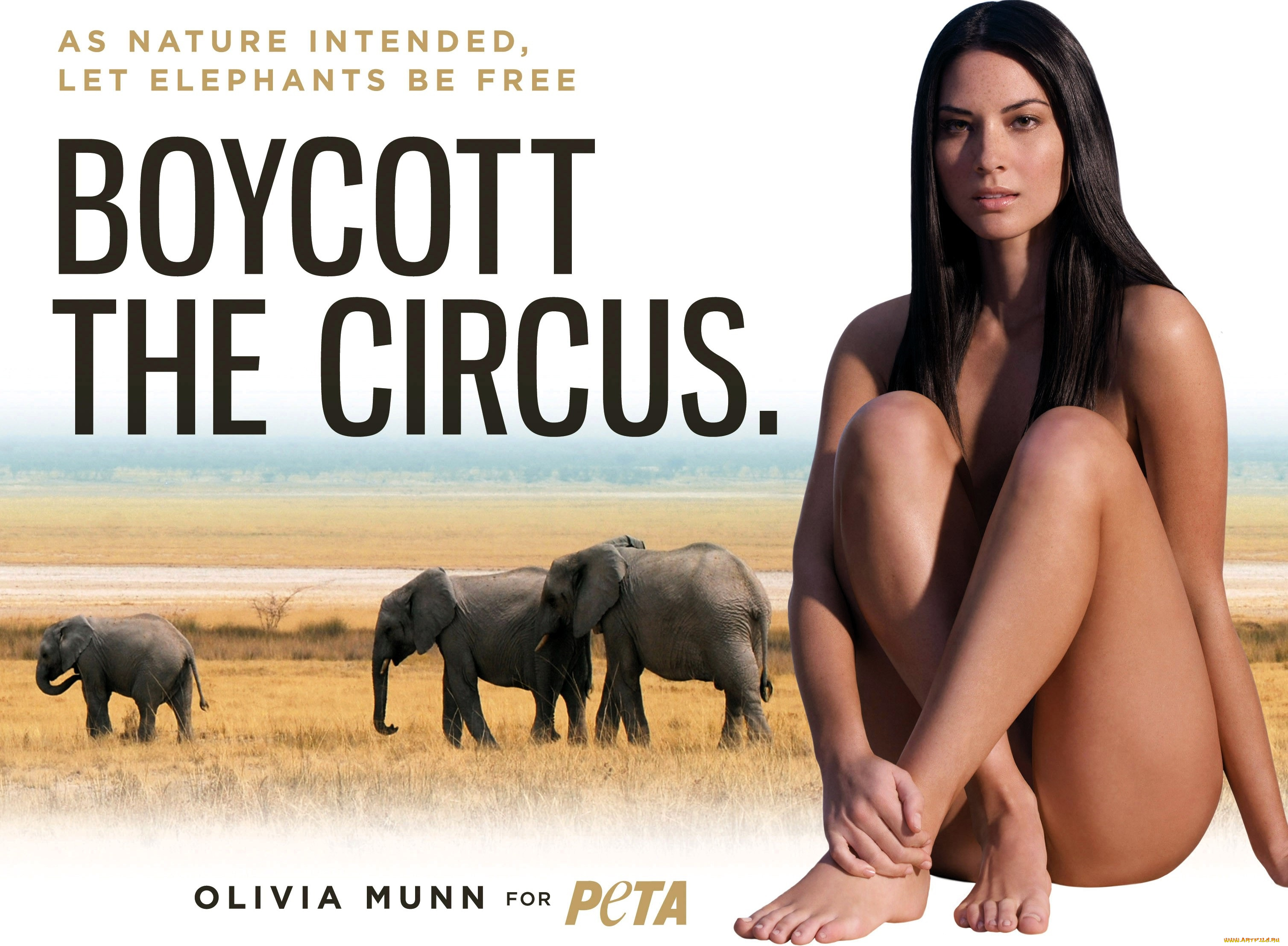 девушки, olivia, munn, брюнетка, слоны, саванна