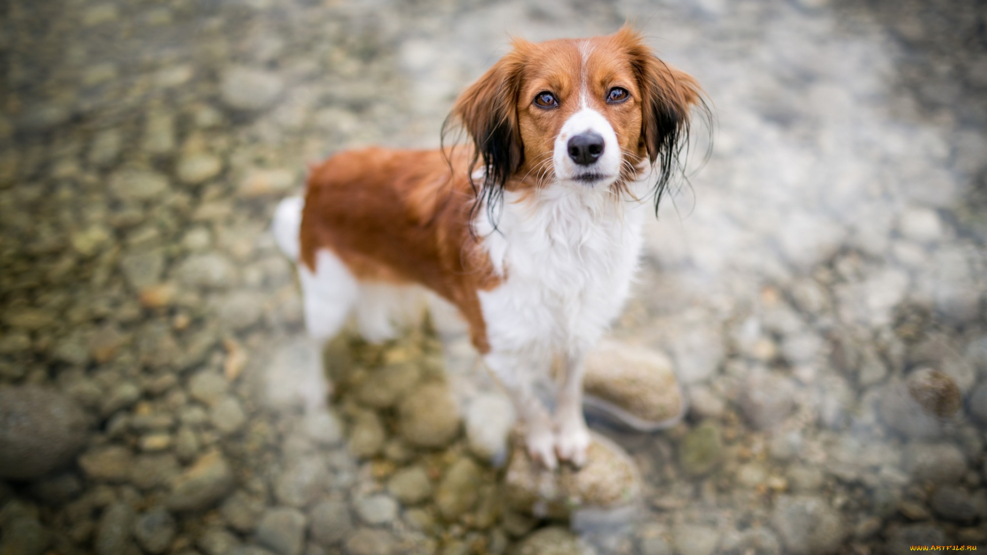 животные, собаки, собака, в, воде, река, коричнево, белый, окрас, спаниель, с, ушами, милые
