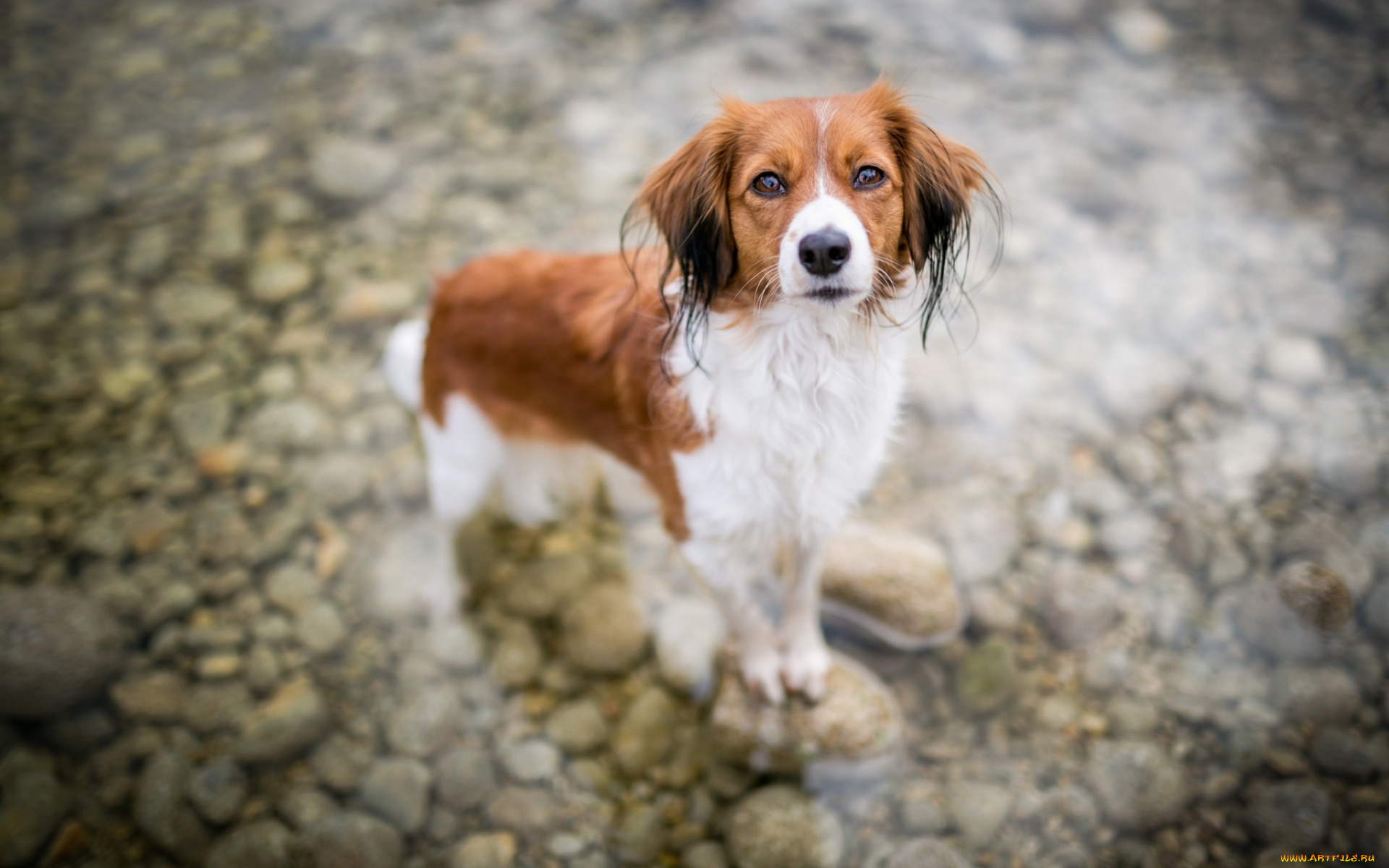 животные, собаки, собака, в, воде, река, коричнево, белый, окрас, спаниель, с, ушами, милые