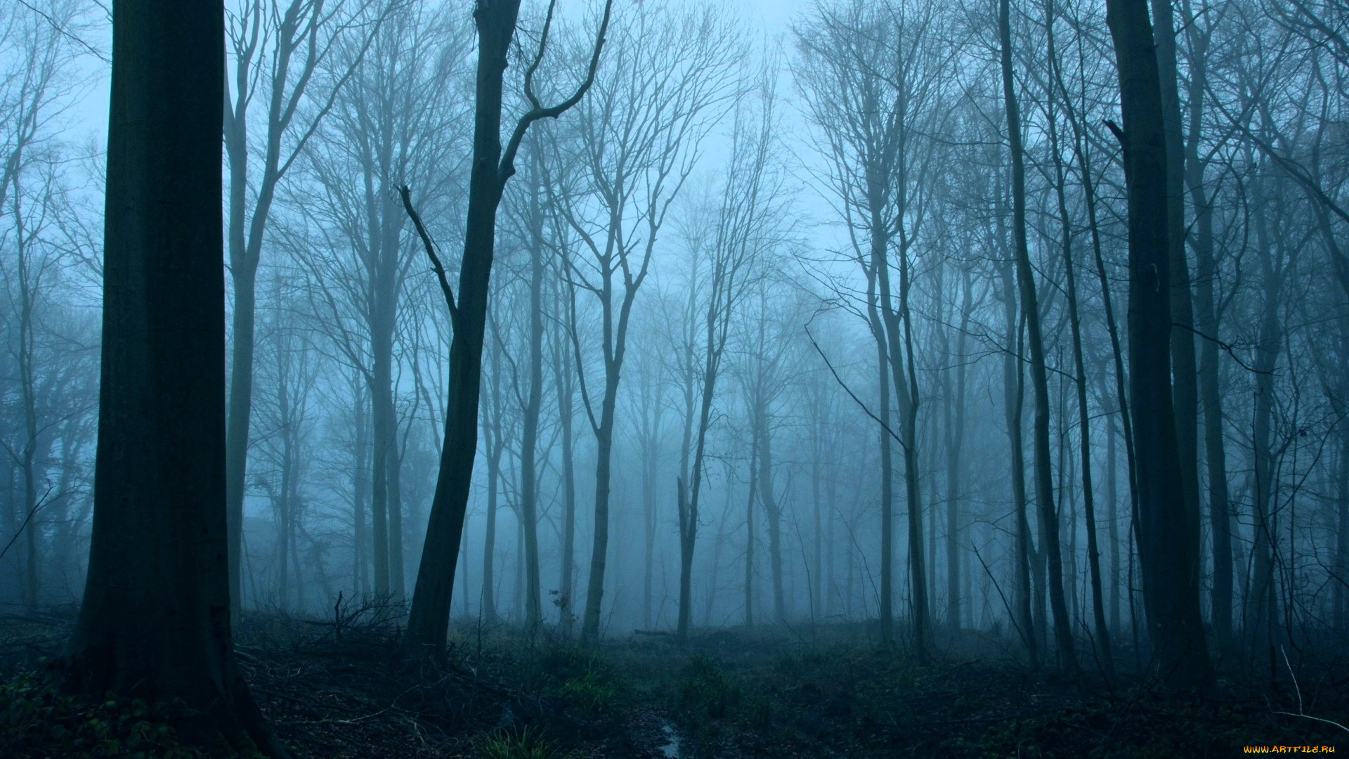 природа, лес, осень, туман