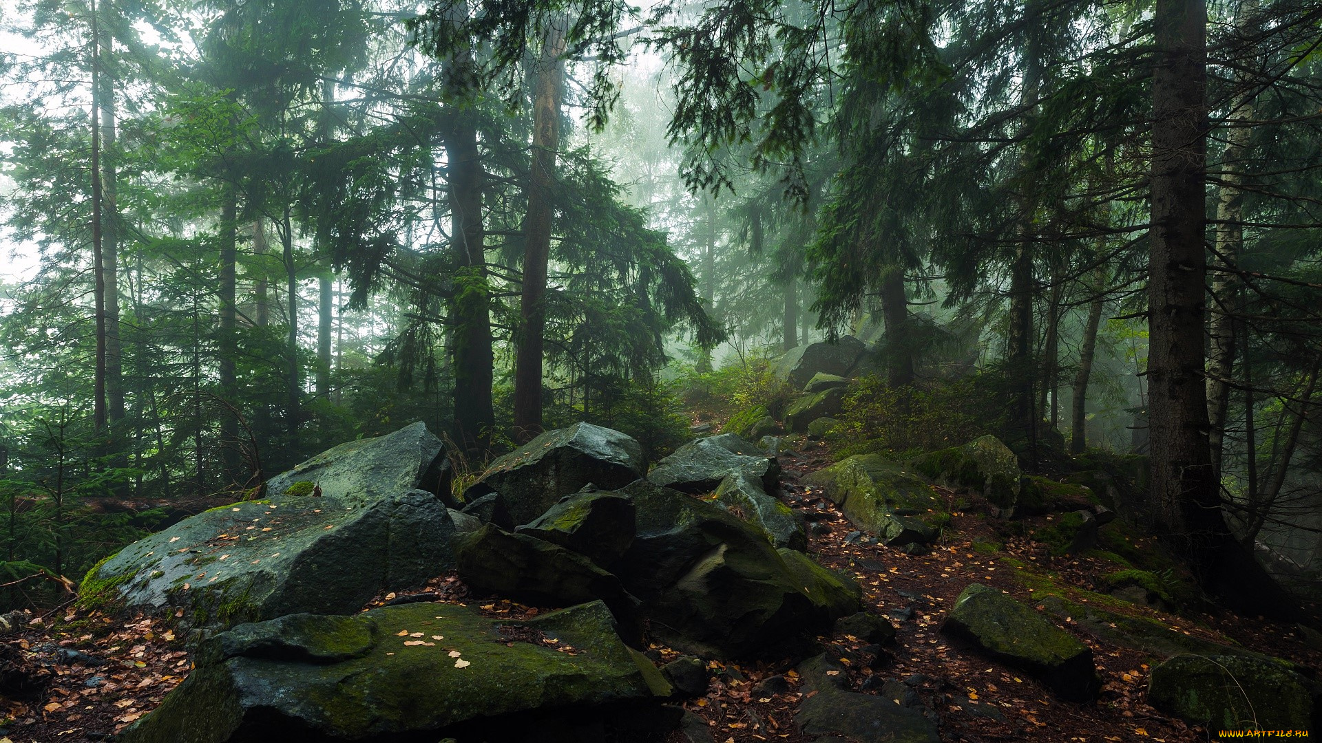 природа, лес, туман, листья, осень, пригорок, камни