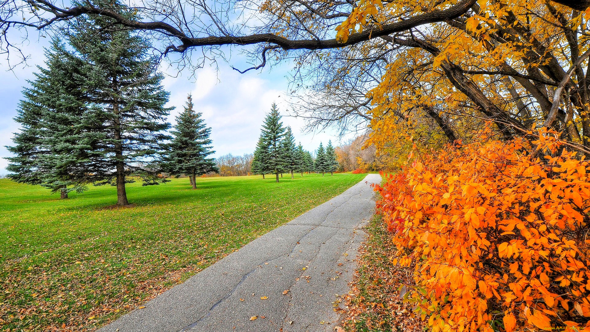 природа, парк, деревья, осень, лужайка, дорога