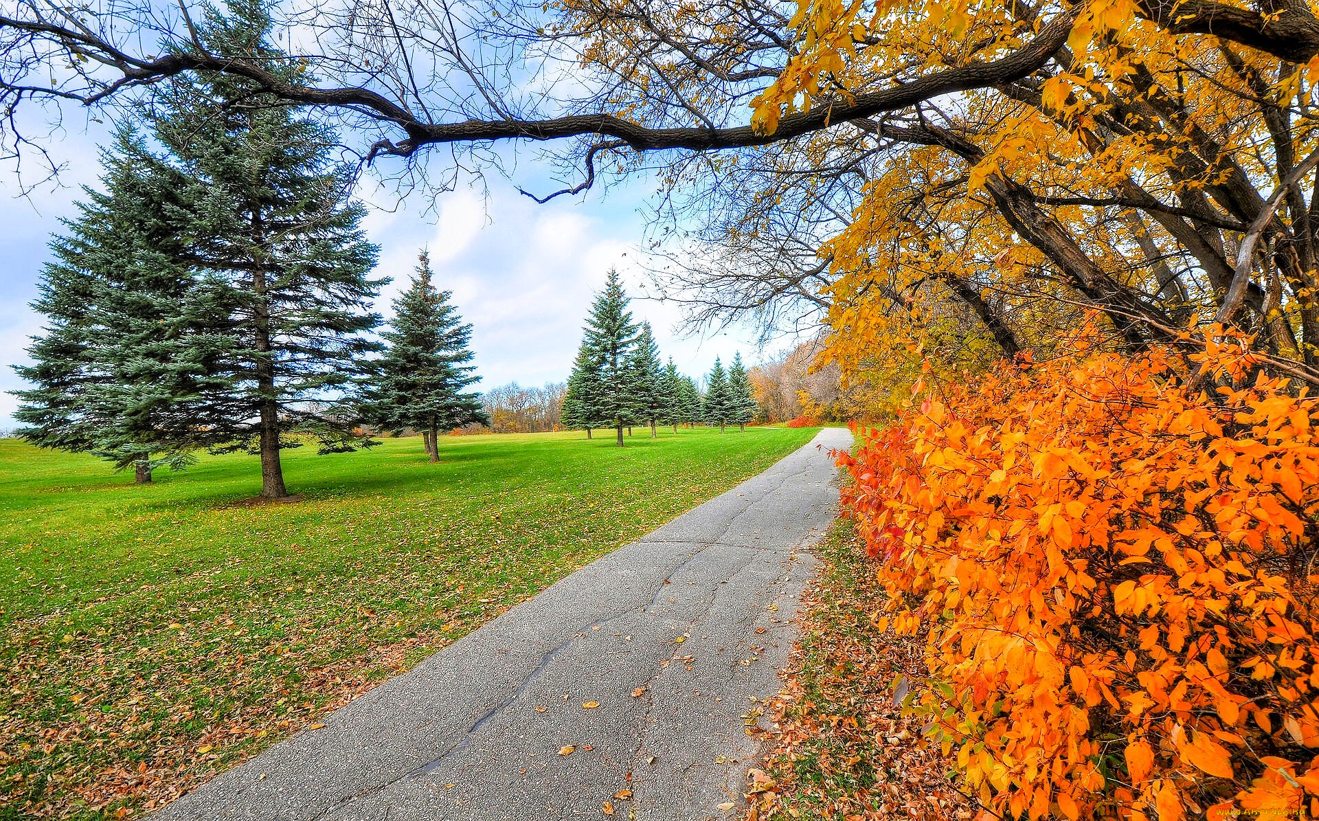природа, парк, деревья, осень, лужайка, дорога
