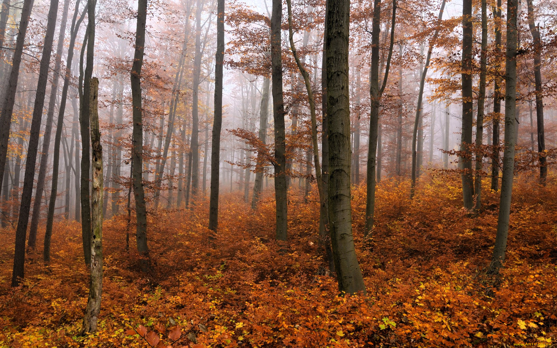 природа, лес, кусты, осень, туман