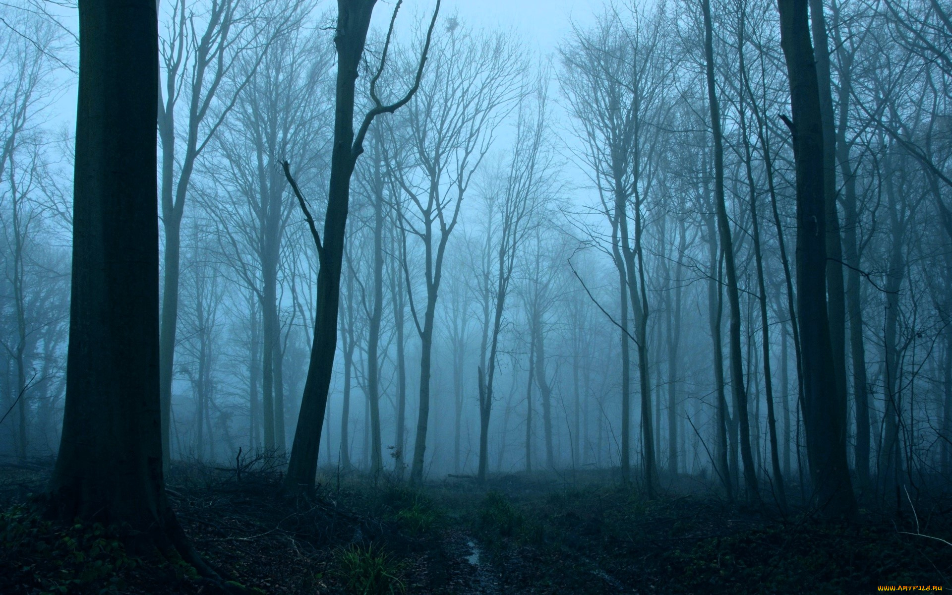 природа, лес, осень, туман