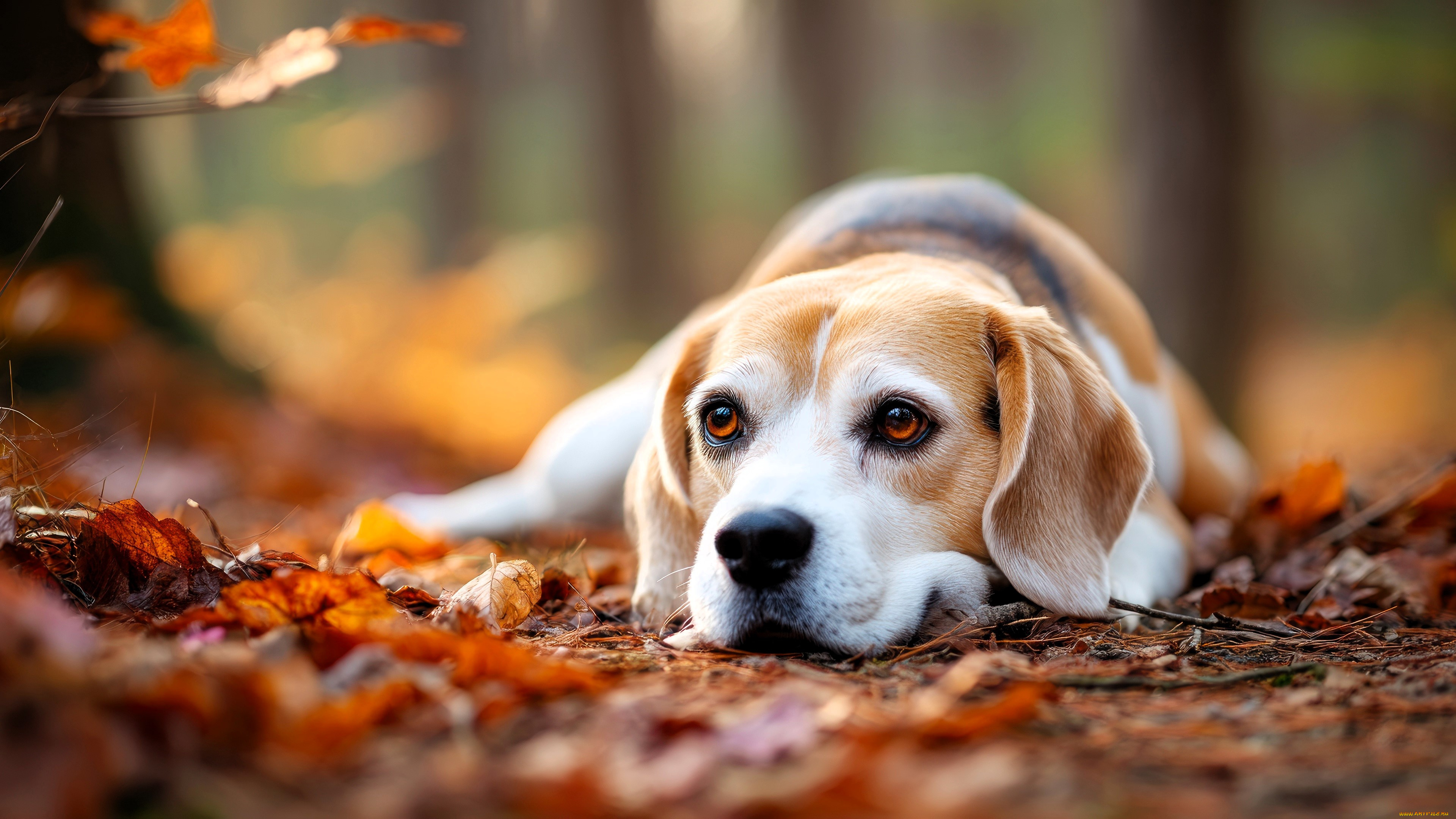 разное, компьютерный, дизайн, собака, листья, осень