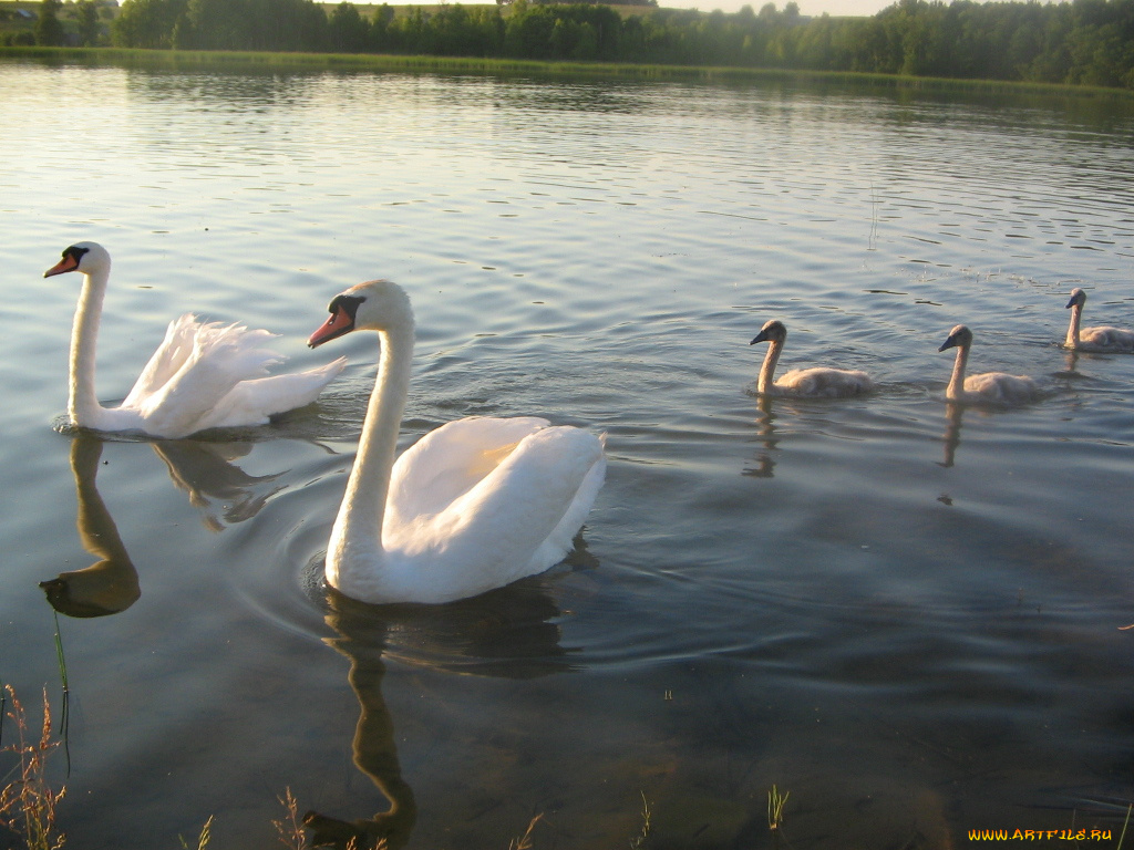 lietuva, животные, лебеди