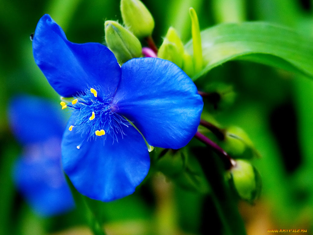цветы, традесканции