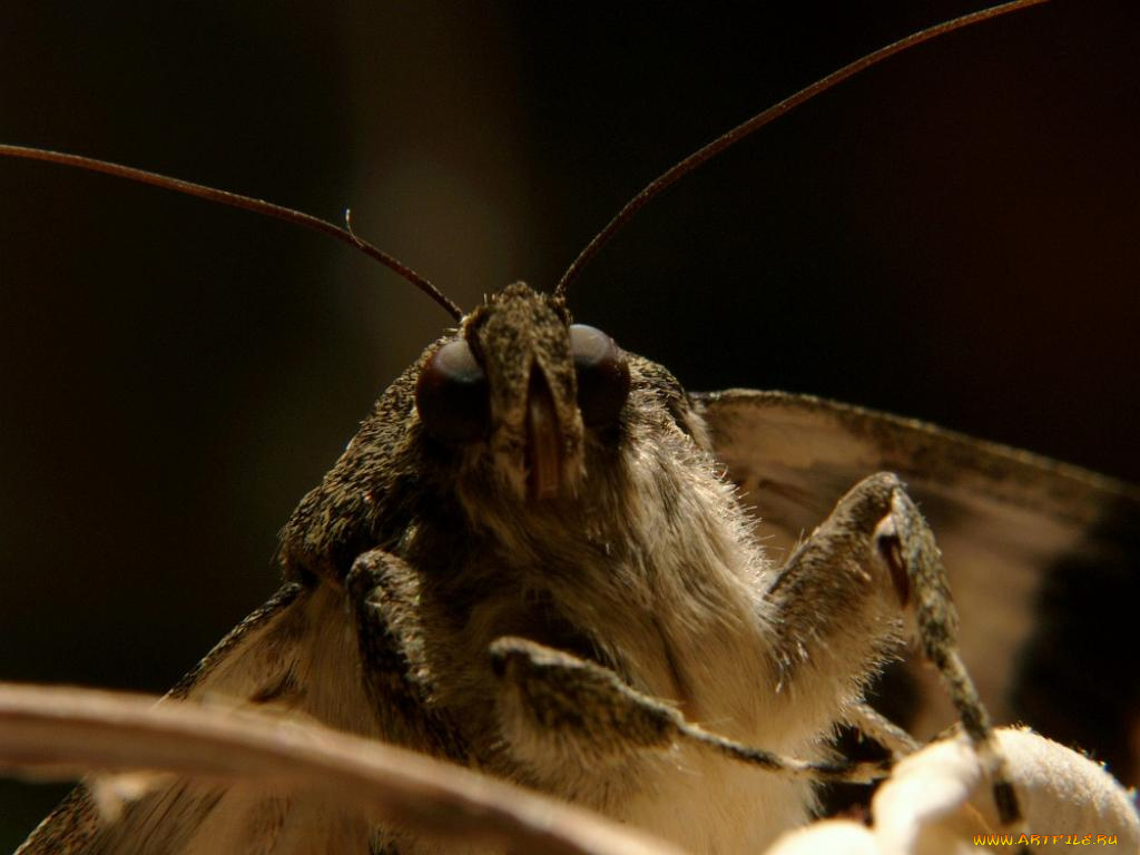 животные, бабочки