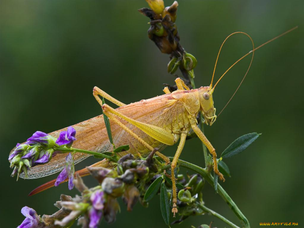 животные, кузнечики, саранча