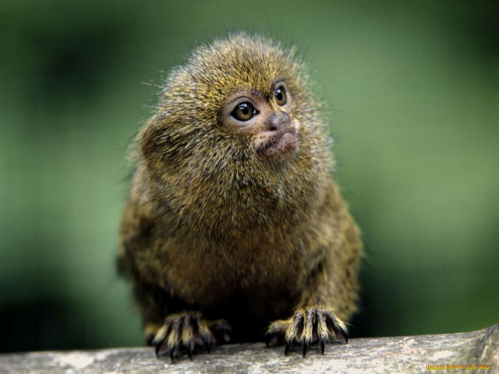 животные, обезьяны